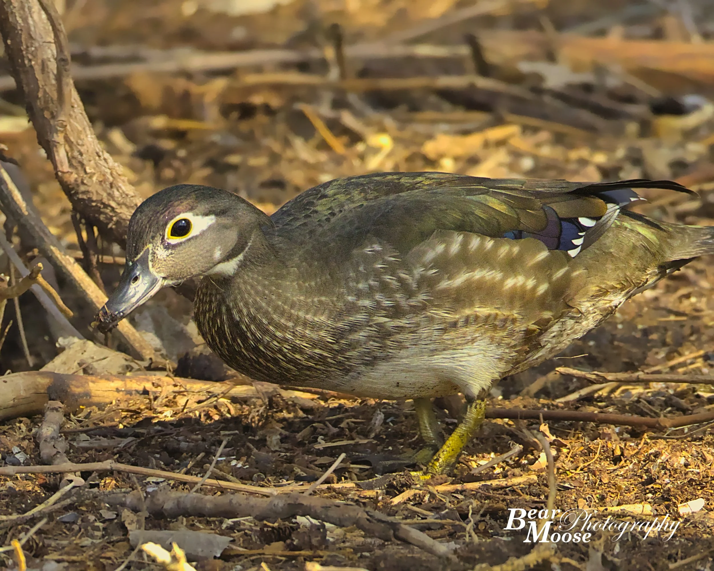 APRL0430_01 (8x10).jpg