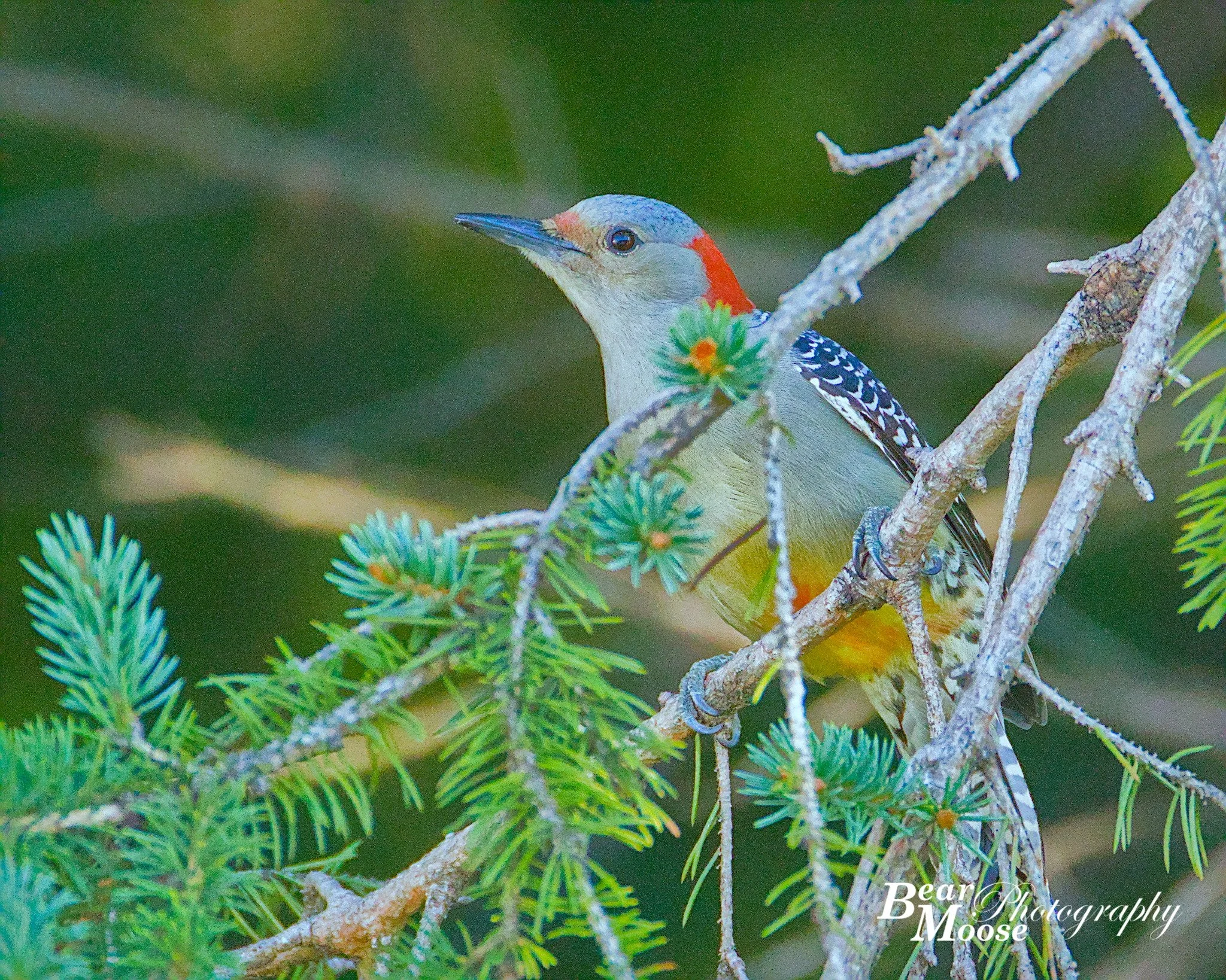 DLTH2008_01 (8x10).jpg