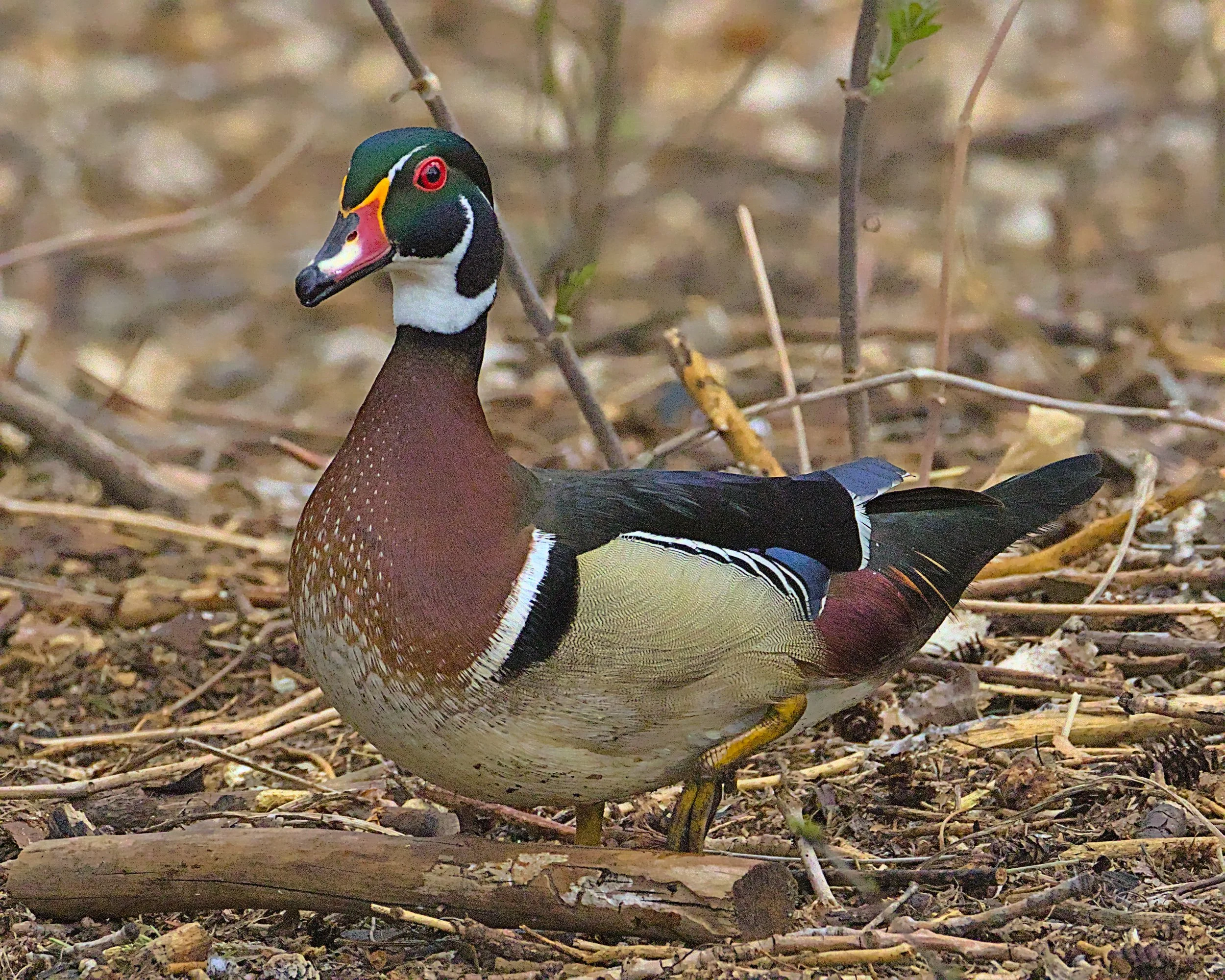 Wood Duck