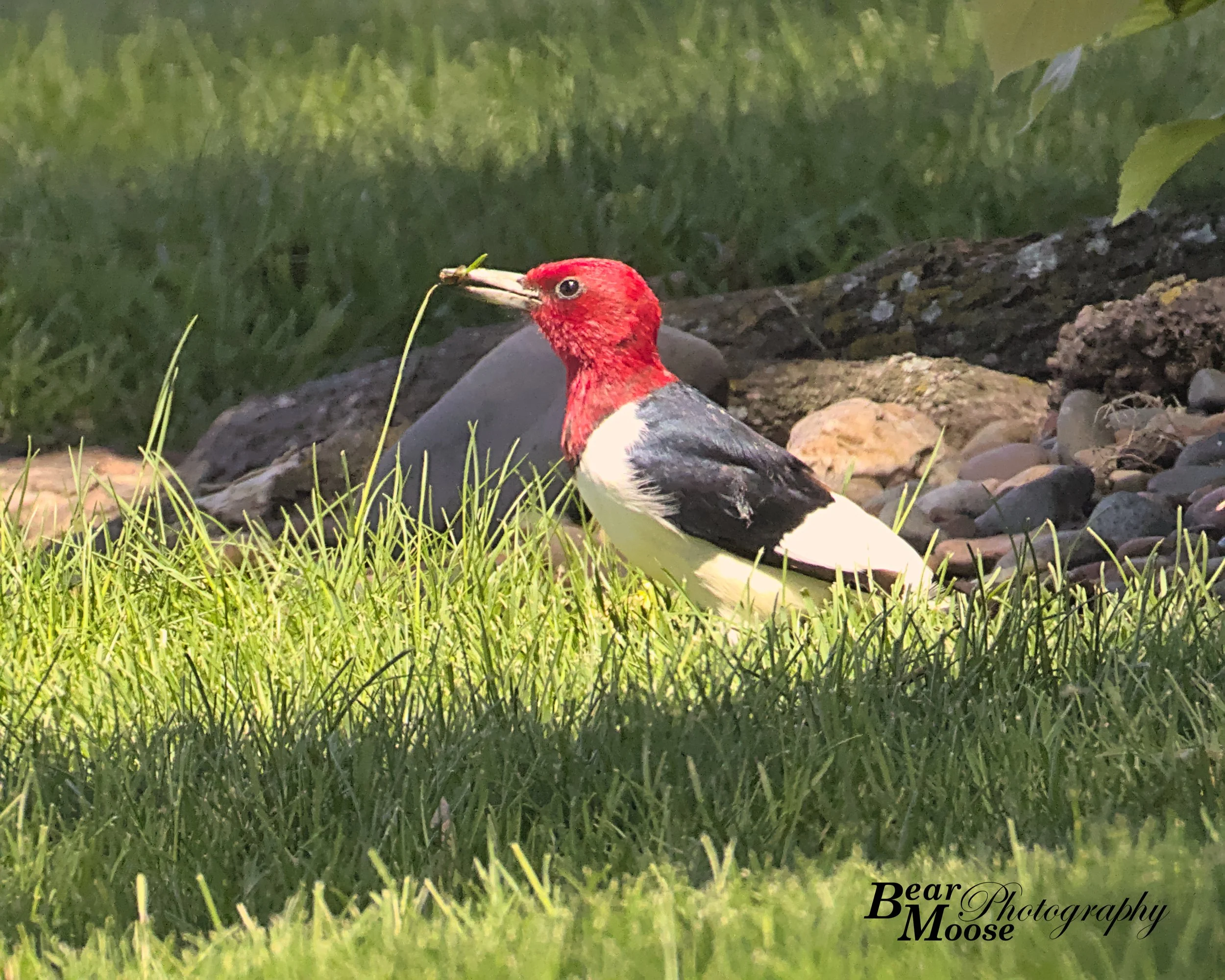 VIZA1234_01 (8x10).jpg