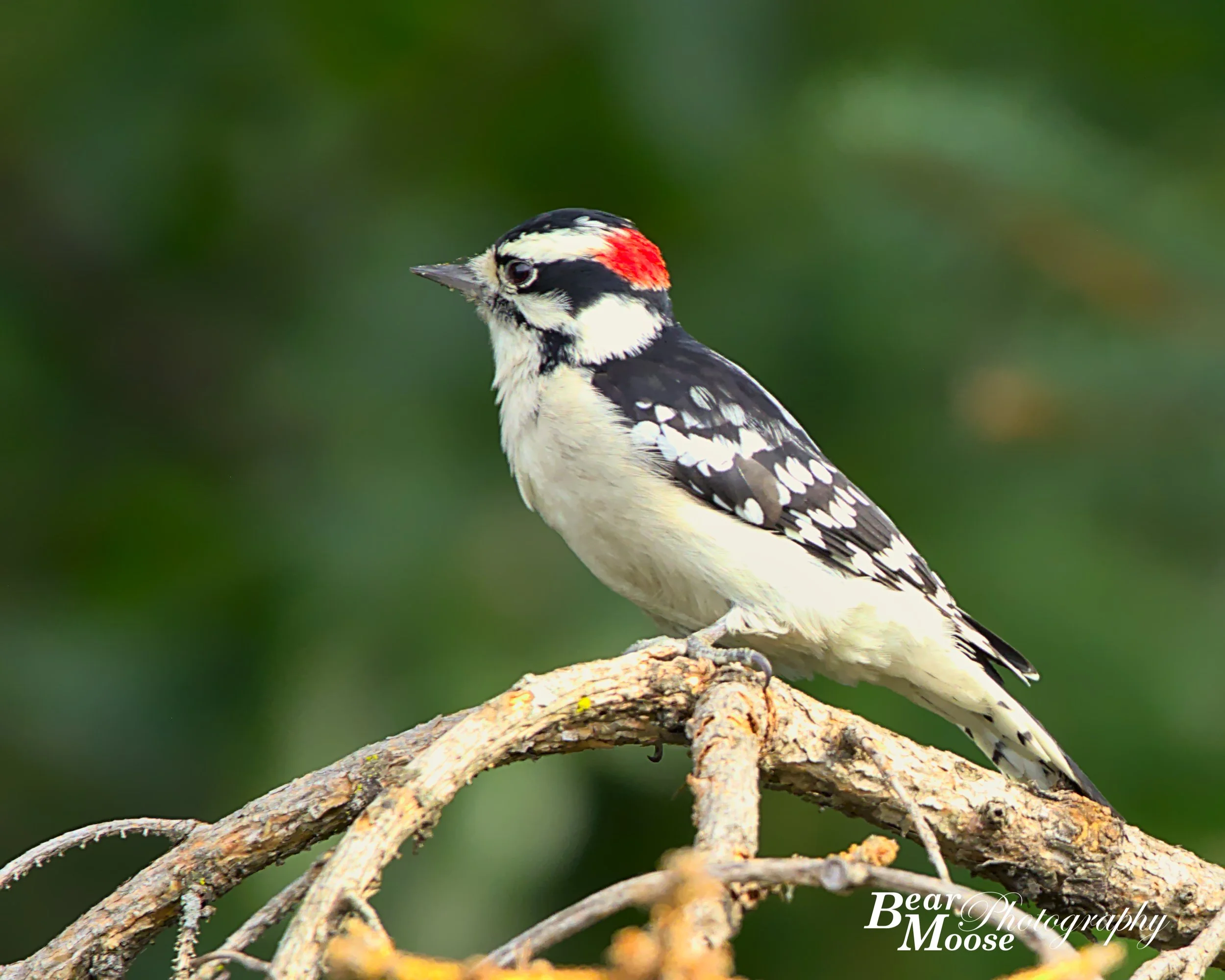 WBSH9019_01 (8x10).jpg