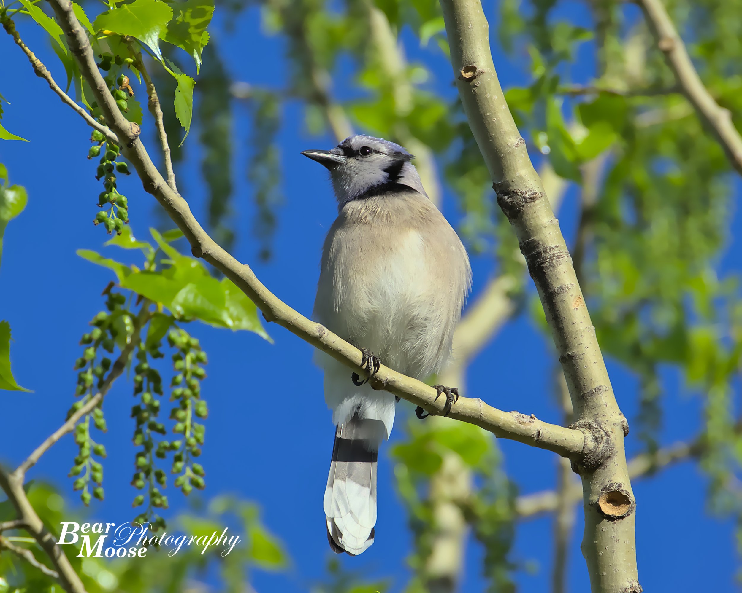 Blue Jay