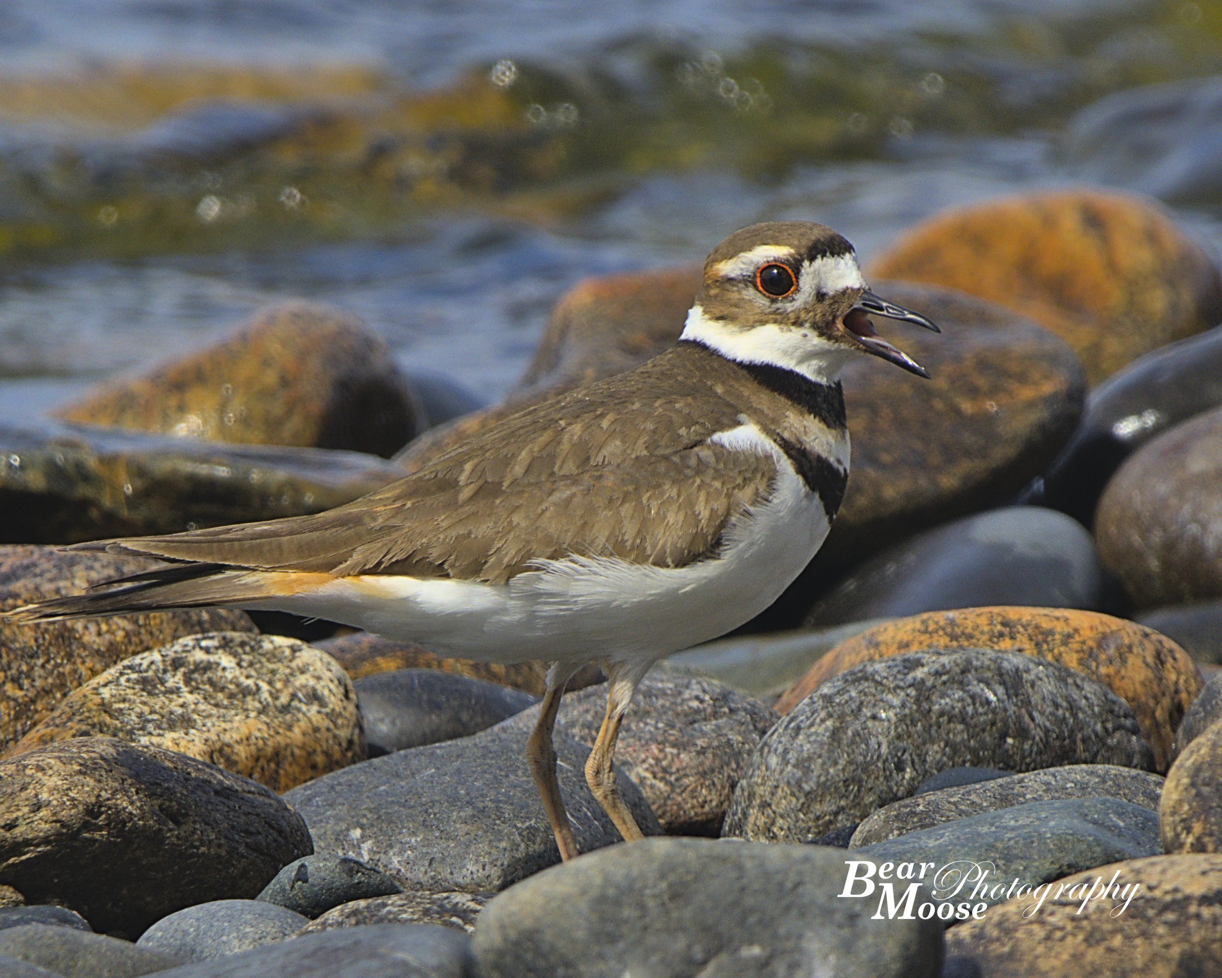 Killdeer