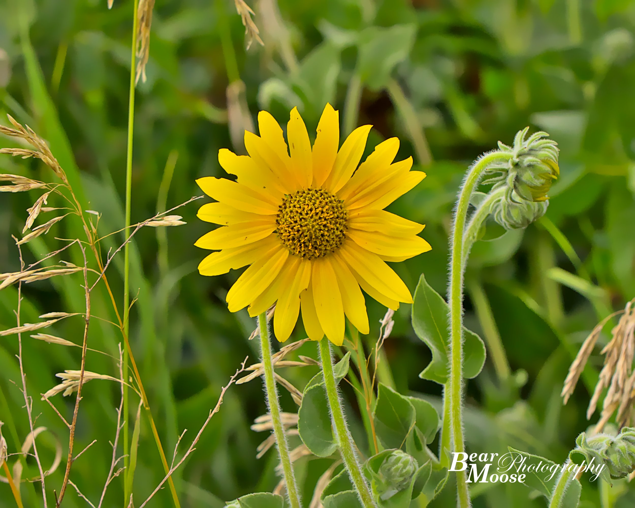 946A3649_01 (8x10).jpg