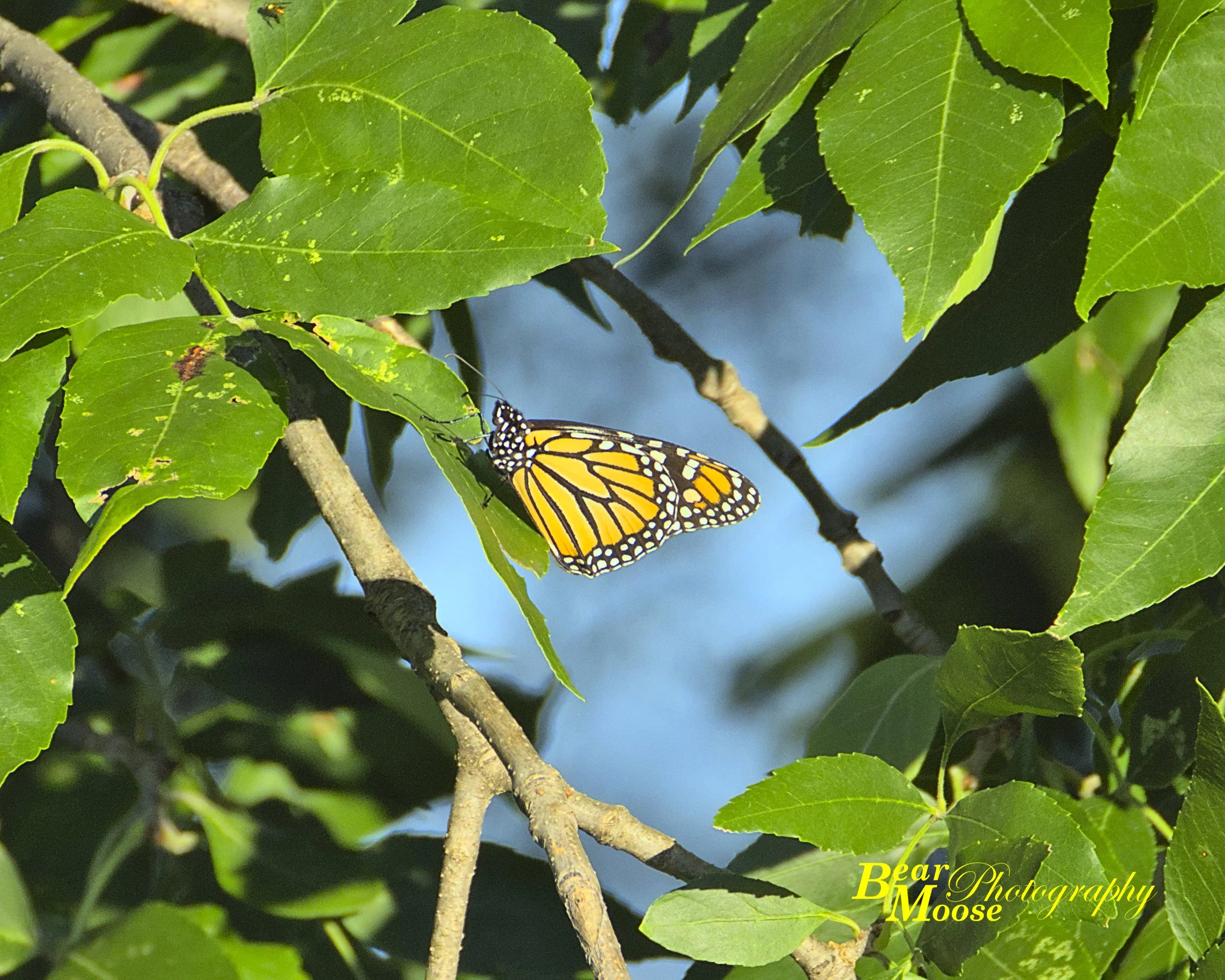 MAUG0111_01 (8x10).jpg