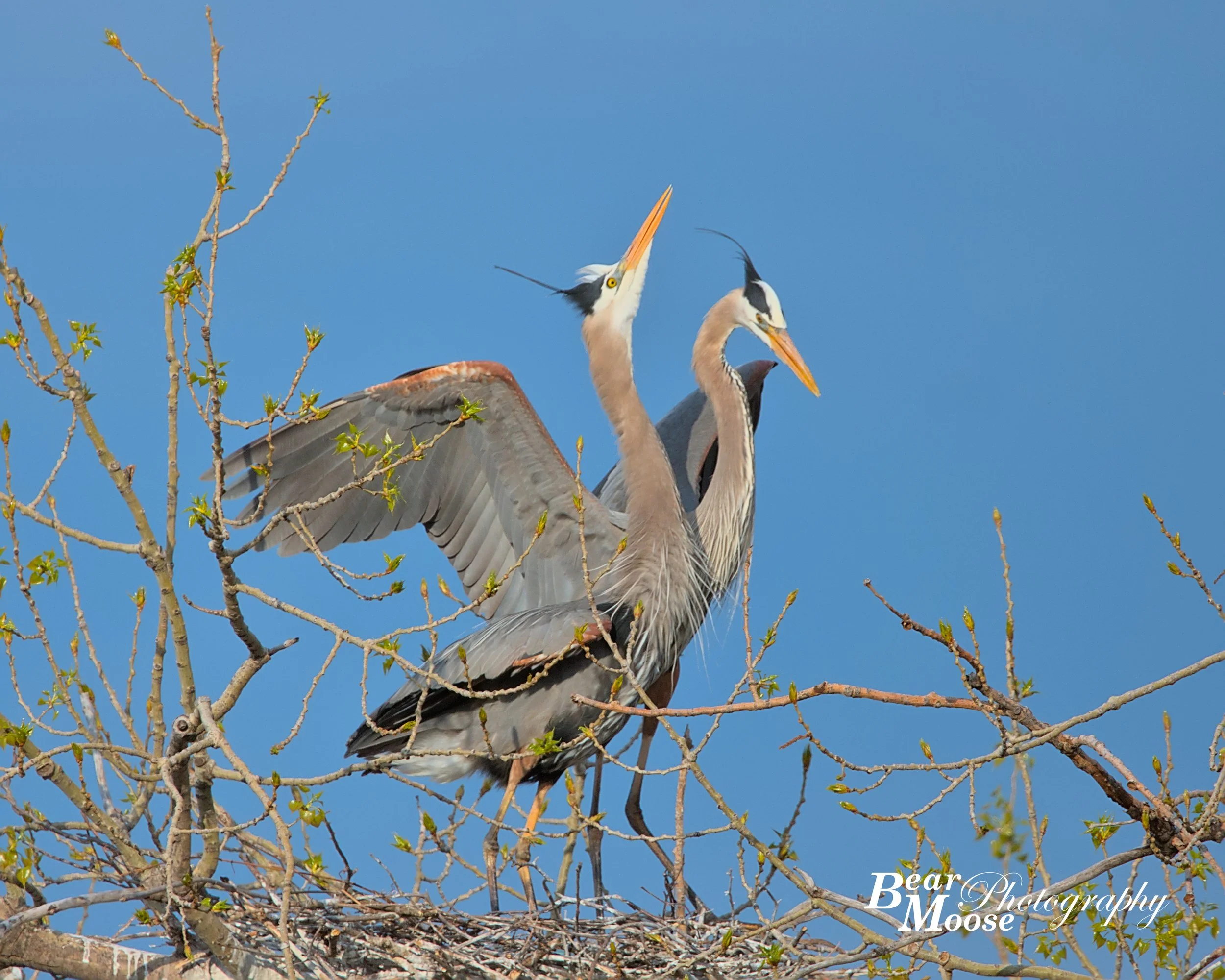 IMG_0258_01 (8x10).jpg