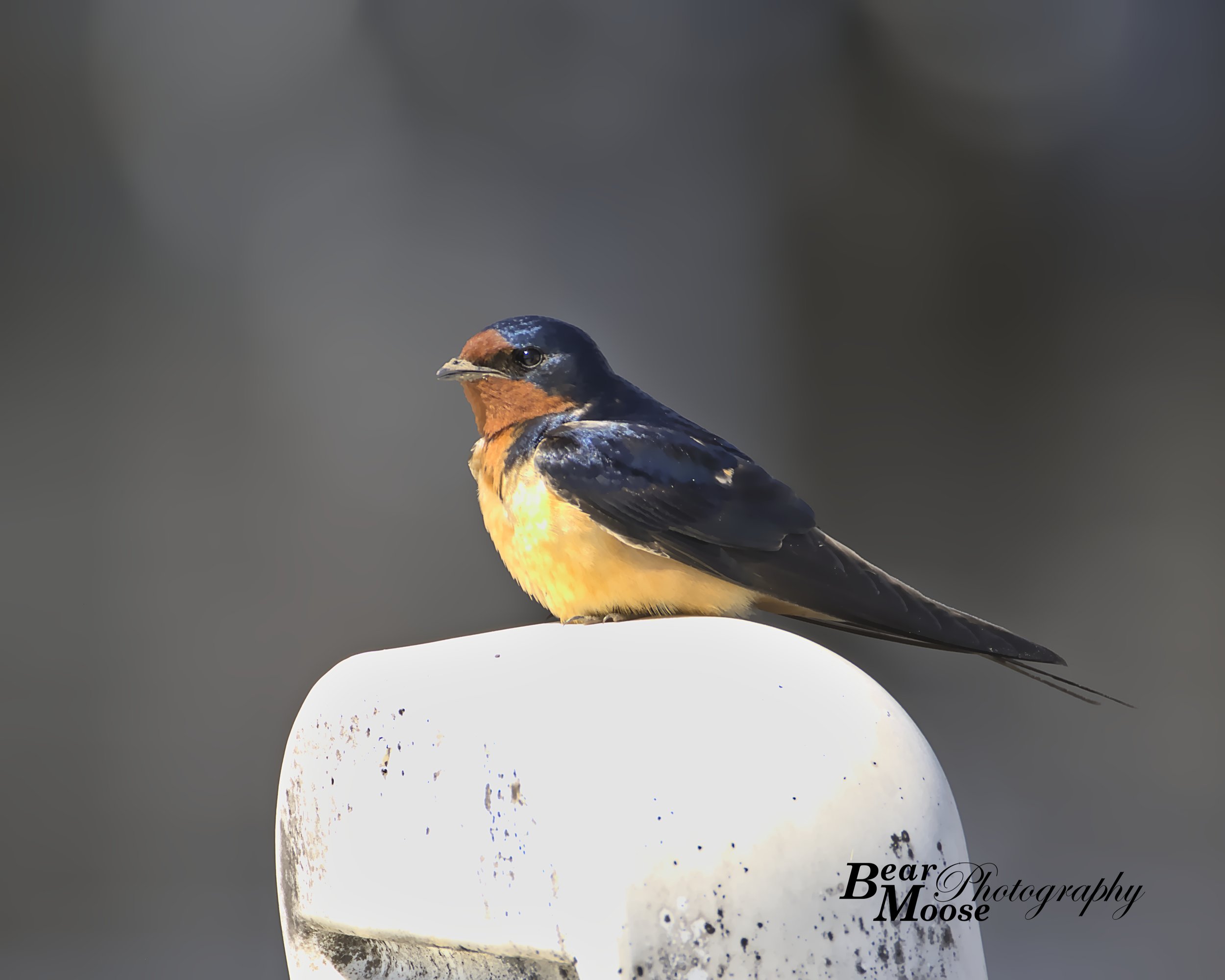 Barn Swallow