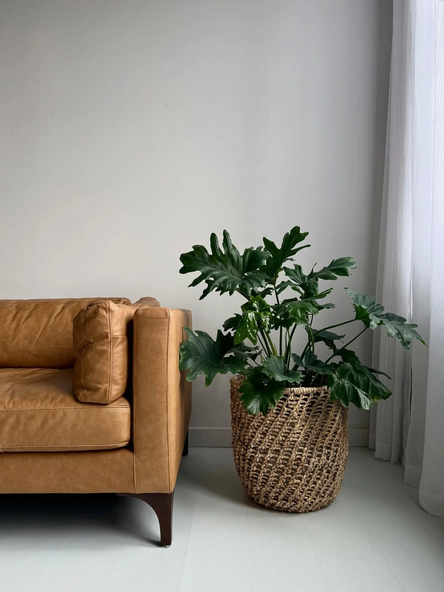 Our newest resident 🪴

I may be at risk of turning the studio into a greenhouse 😬 Let me know what other plants you want to see in the space 👇