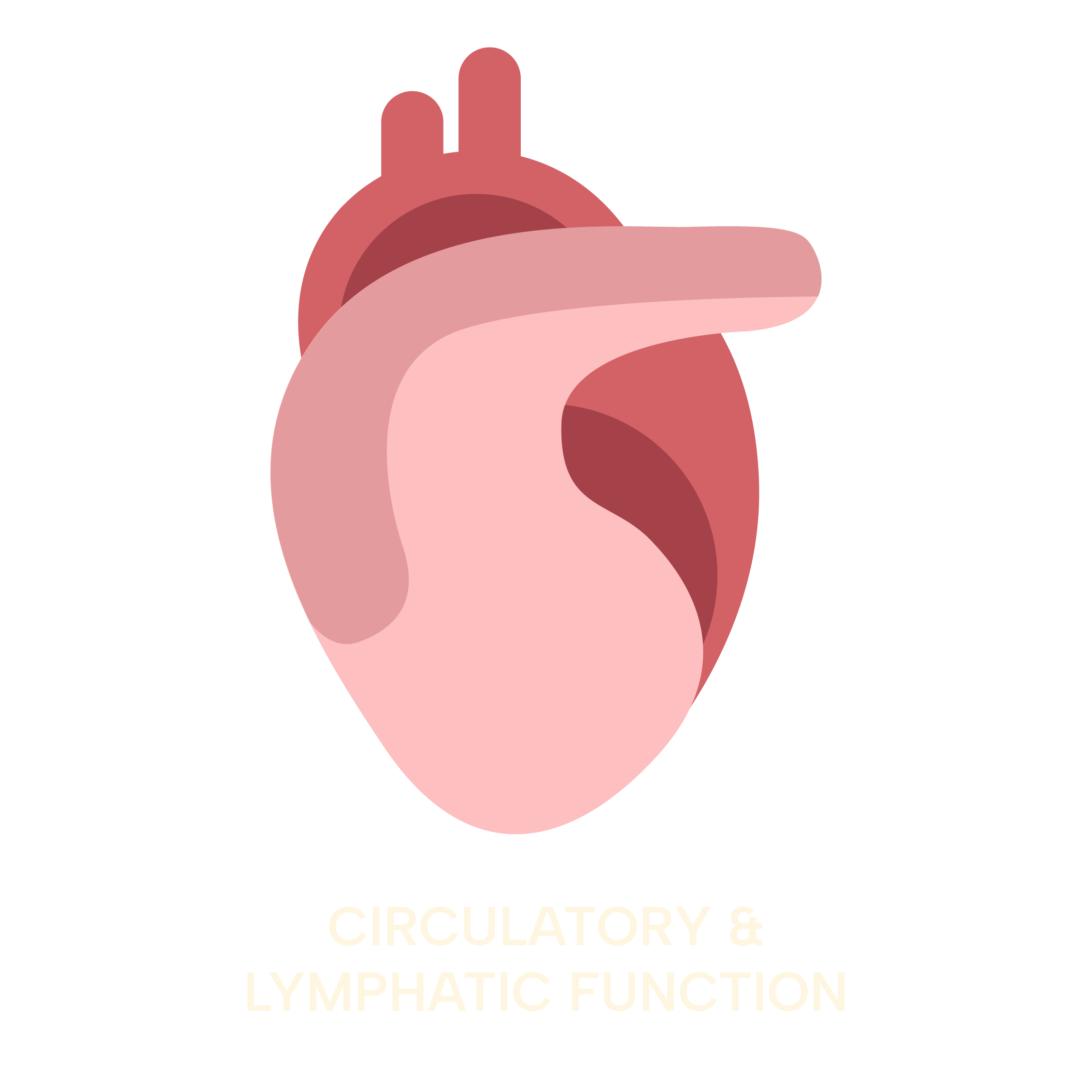 osteopathy-icon-circulatory.png