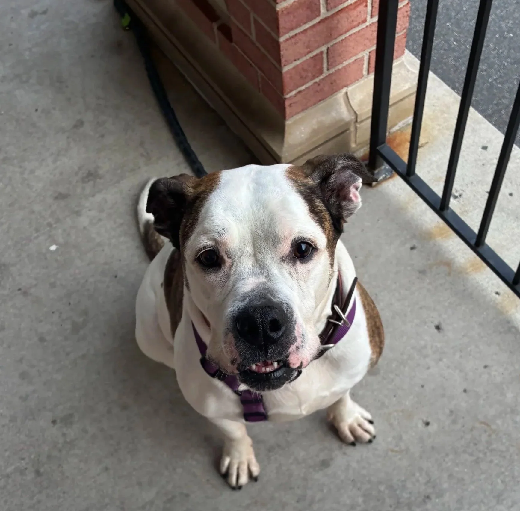 A friendly white and brown bulldog sitting on a concrete porch, looking up at the camera with its mouth slightly open, wearing a purple harness.