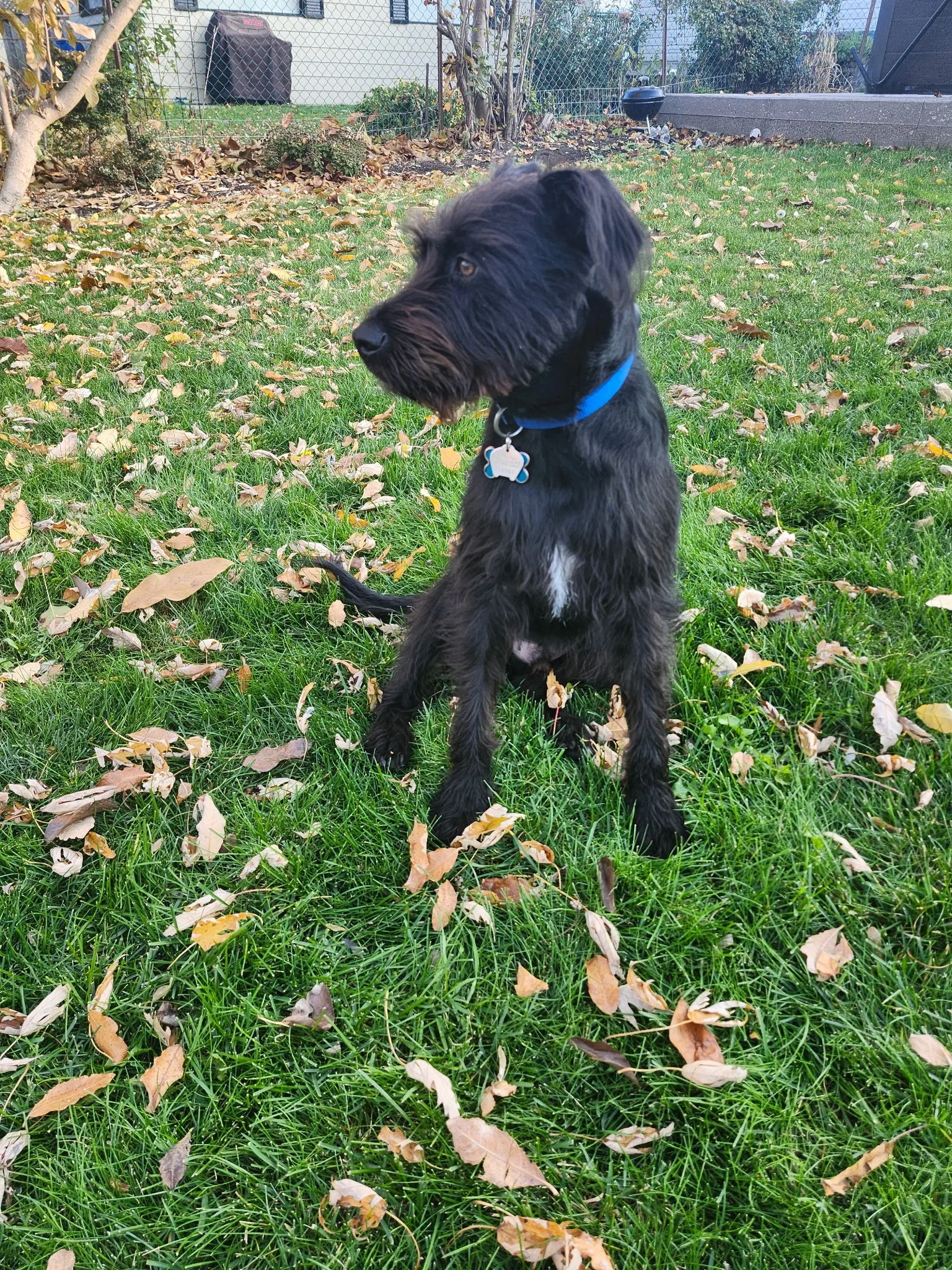 A black puppy with a blue collar and a bone-shaped tag sitting on a grassy yard with fallen leaves. There are trees, a fence, and some outdoor objects in the background.