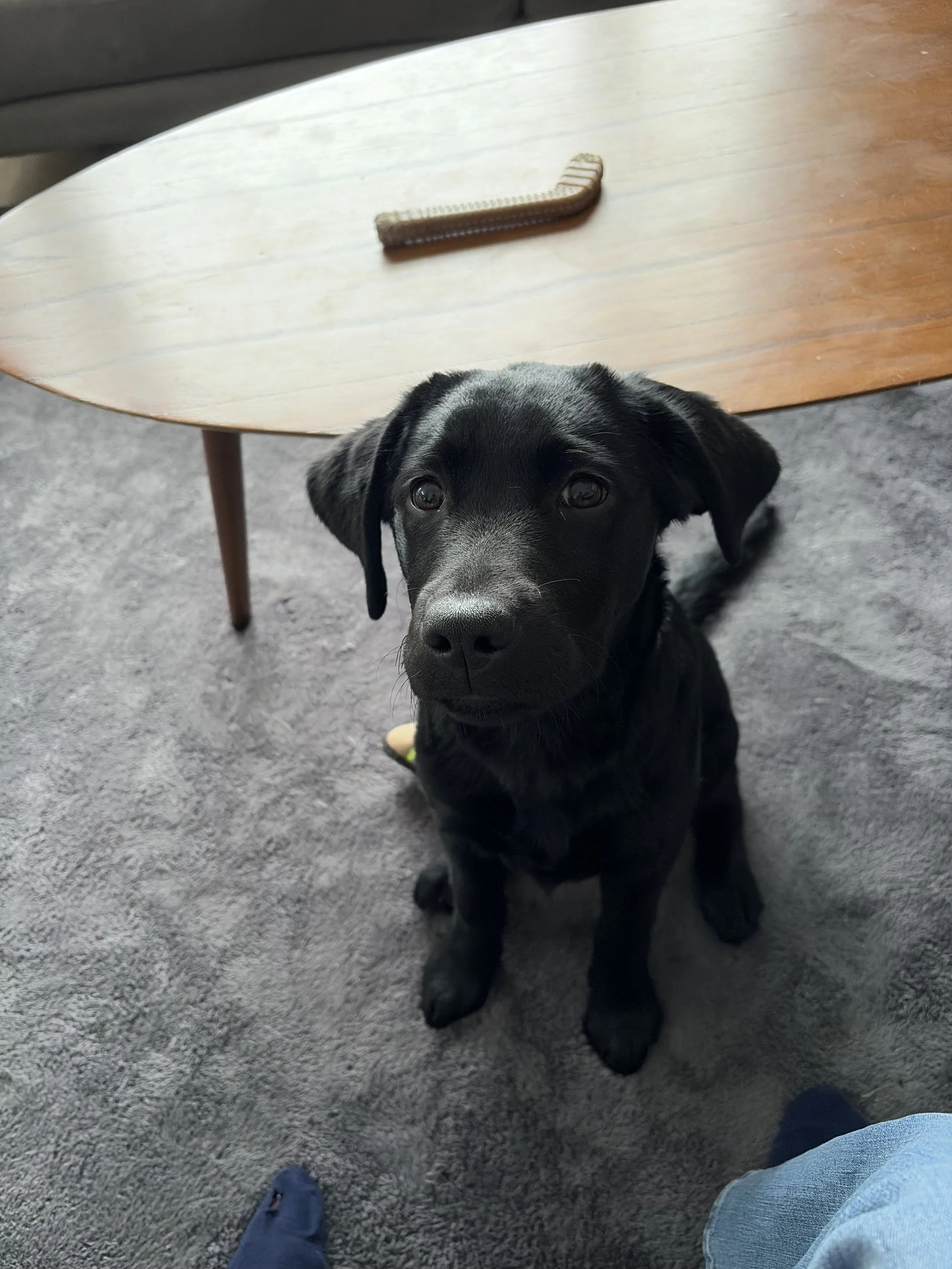 A black puppy looking up at the camera with a curious expression, sitting on a gray carpet next to a person's blue shoe and a person's jeans. A small, light-colored snake is on a wooden table nearby.