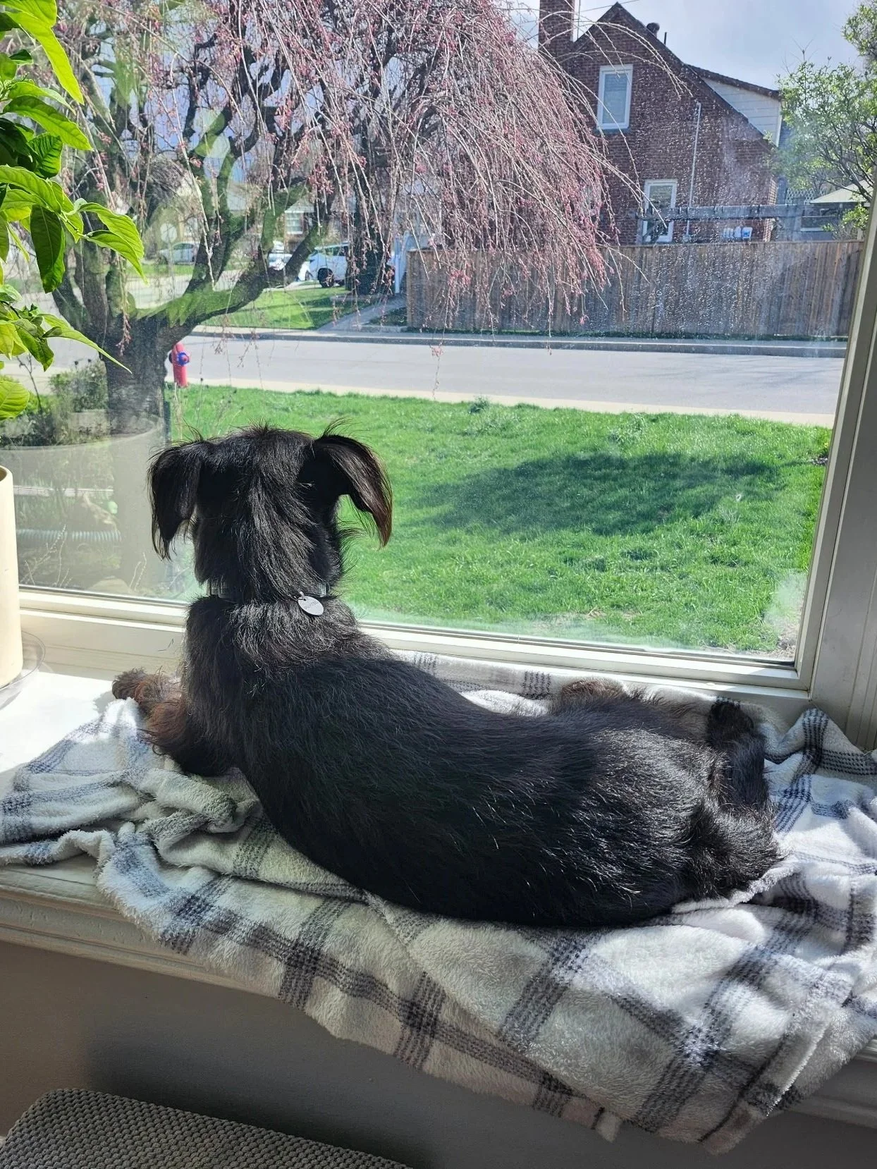 A black dog with floppy ears lying on a blanket on a windowsill, looking outside at a spring scene with pink flowering tree, green grass, and a red brick house across the street.