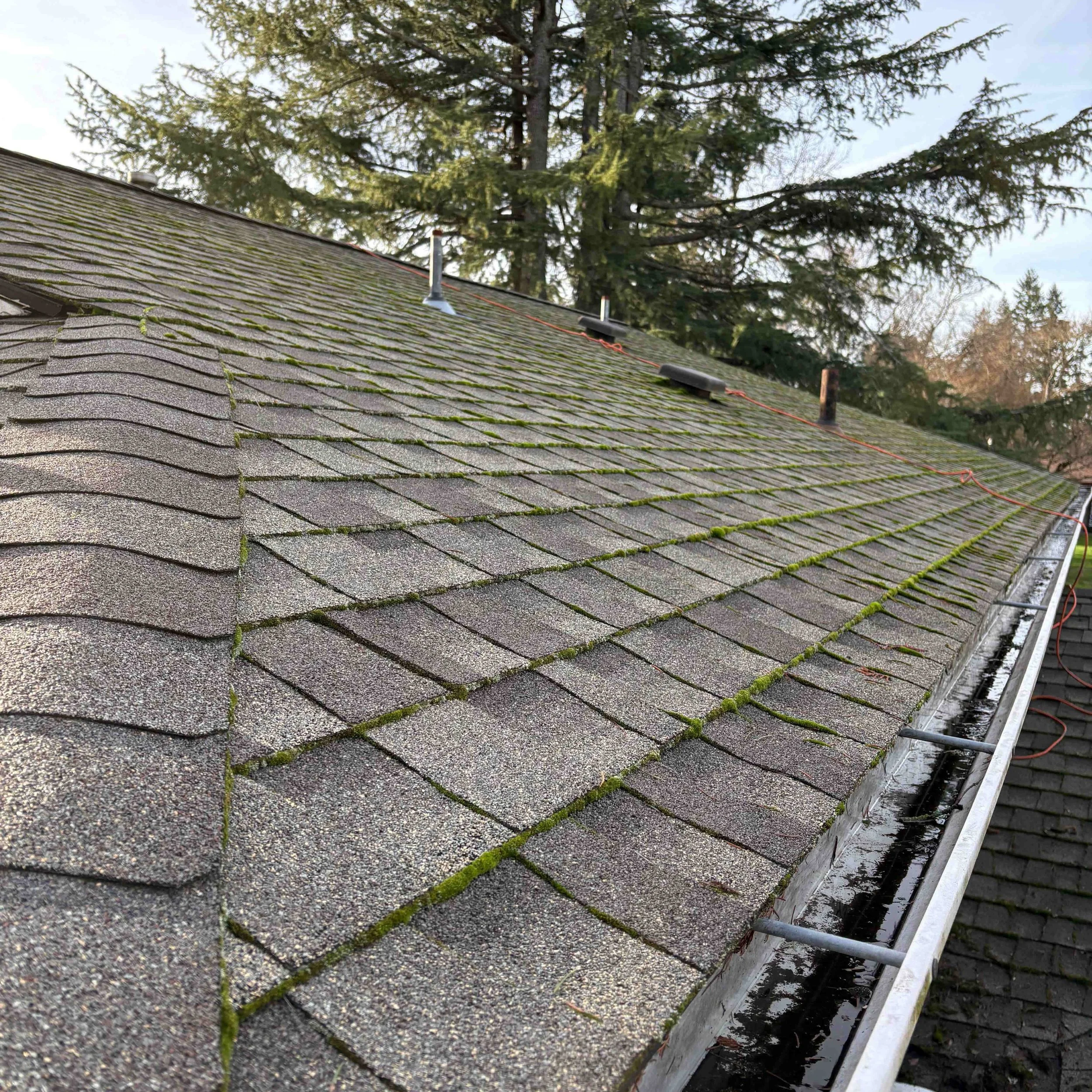 Here's a really good example of what to expect from a roof cleaning. The first photo is from late December before the soft washing mix is applied to the roof. The second photo is 4 months after treatment. The roof is brighter, the moss is gone, and i
