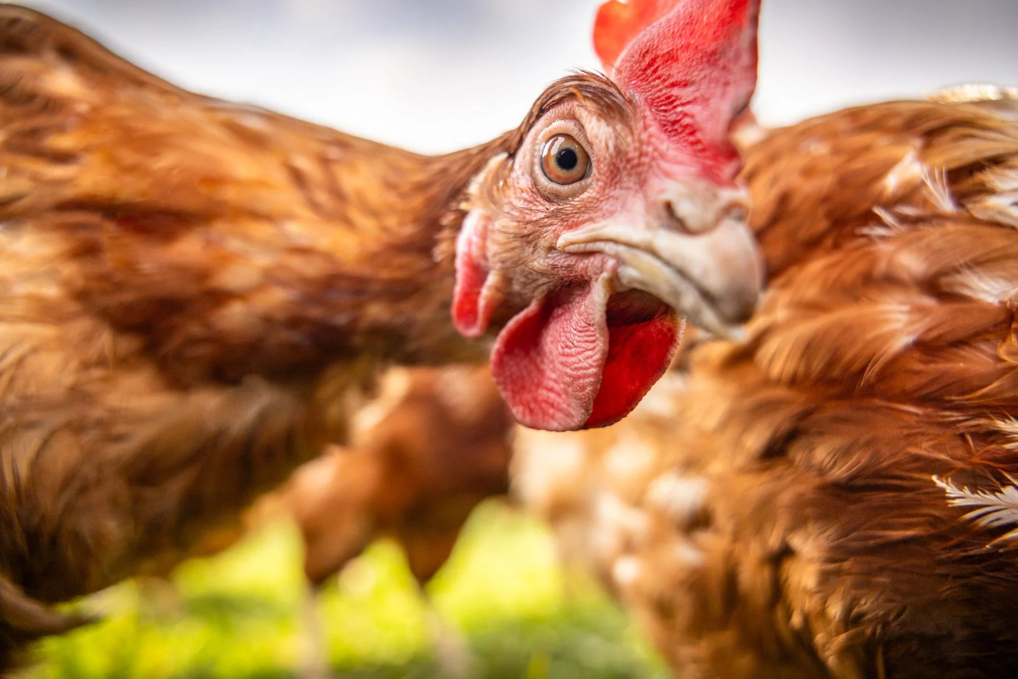 Close-up of a brown chicken with red comb and wattles on a free-range chicken farm.  Photographed by Alex Wallace Photography