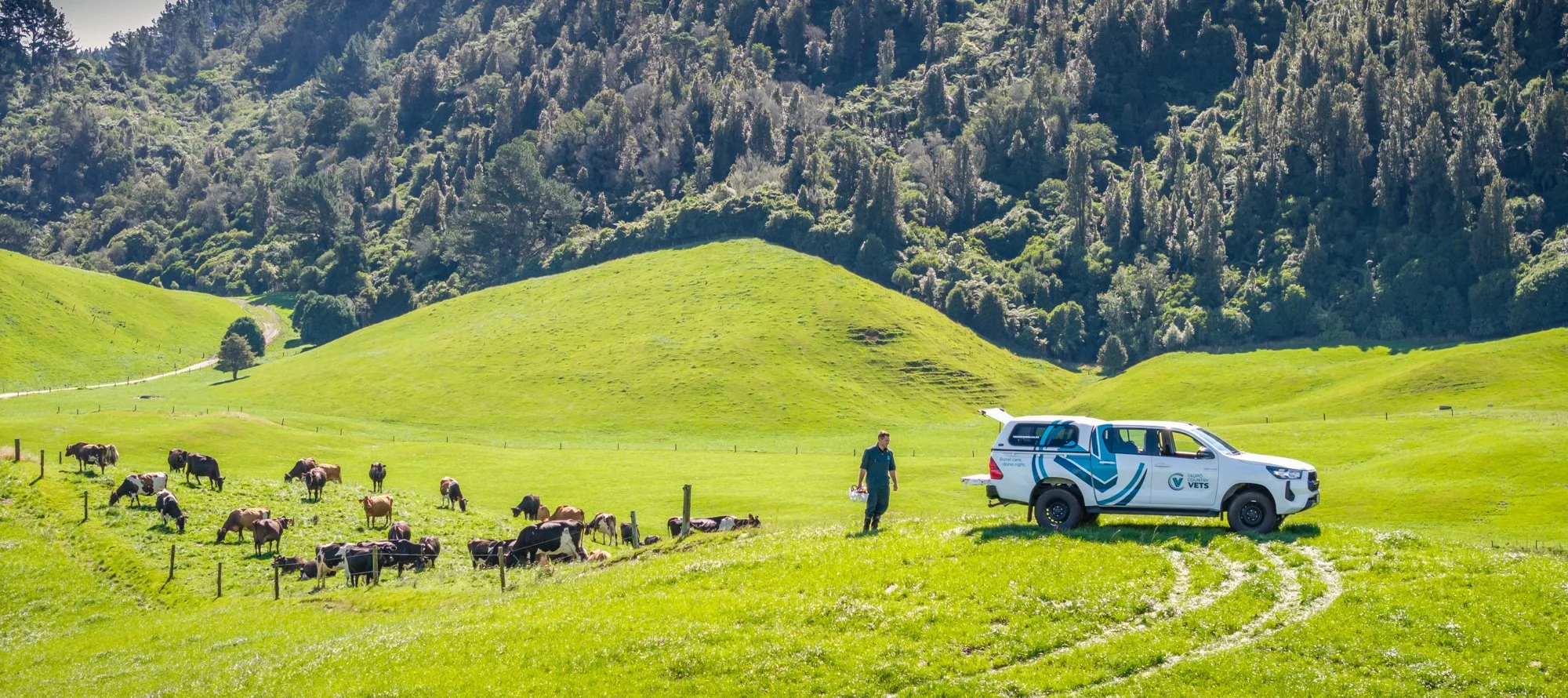 A veterinary professional stands in a green pasture near a white veterinary vehicle with blue stripes. Cows graze on the lush grass as rolling hills and a forested mountain backdrop are visible in the distance.  Photographed by Alex Wallace Photograp