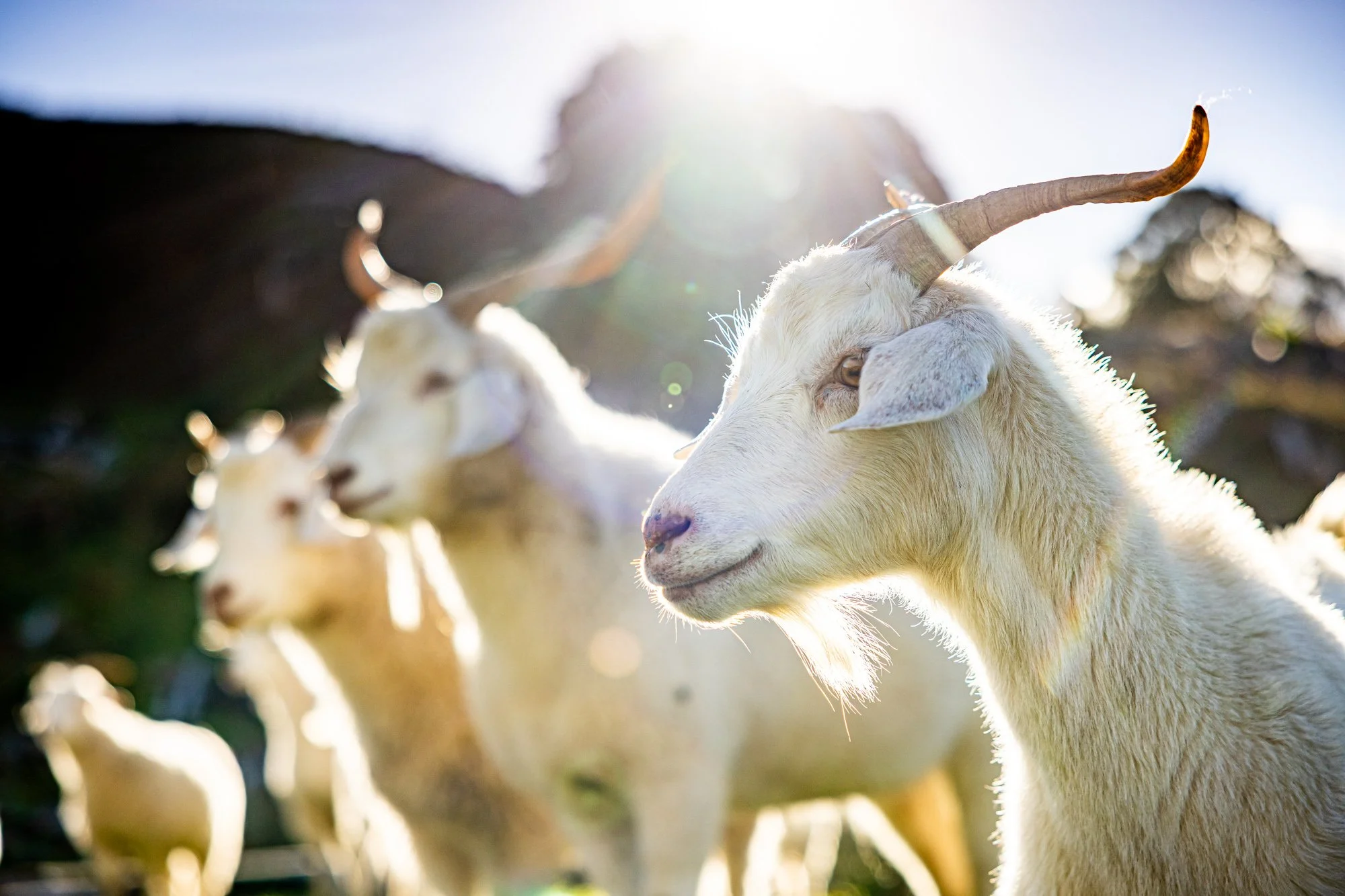 Close-up of a white goat with curved horns, standing in sunlight, with other goats blurred in the background.
