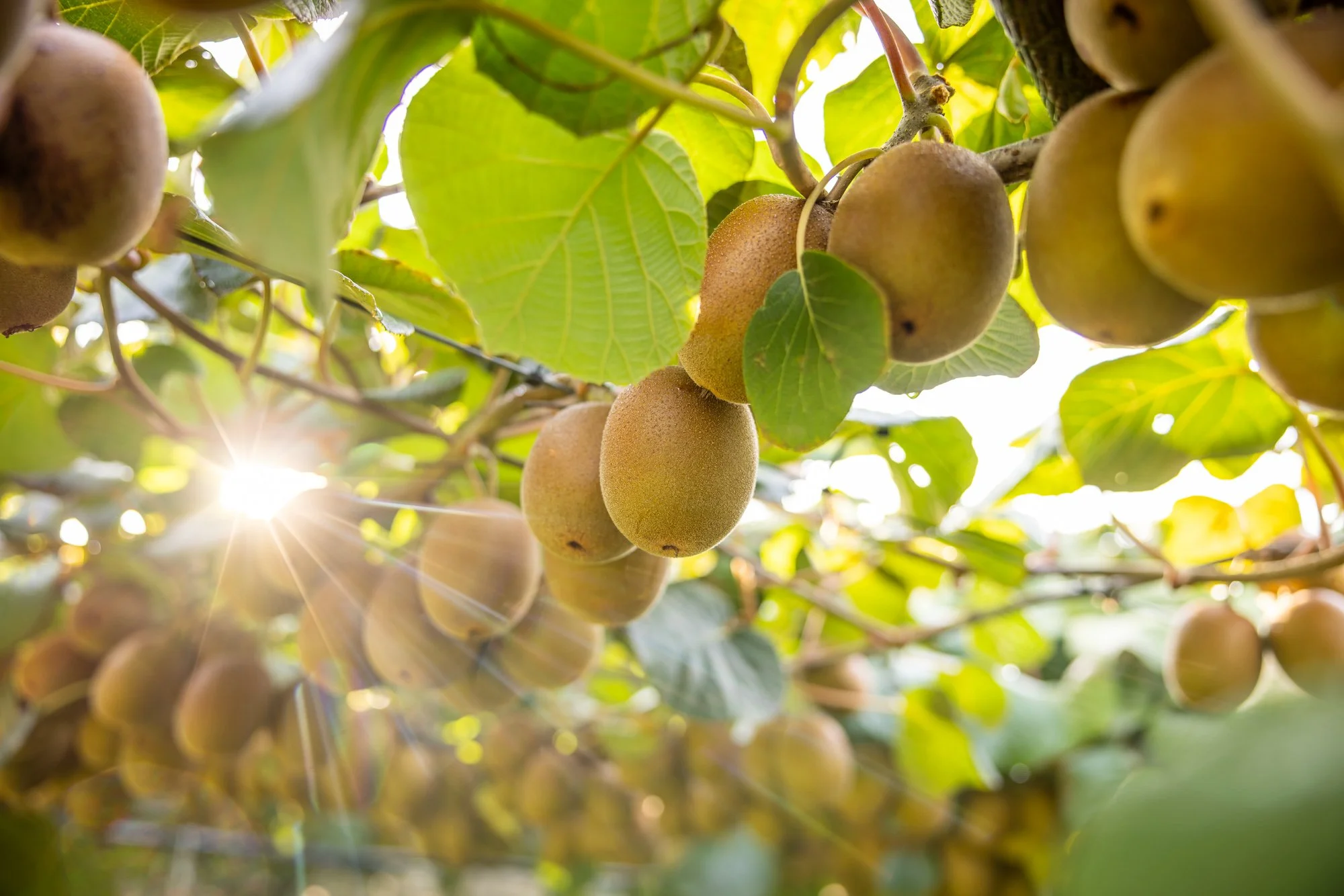 Close-up of ripening kiwifruits hanging on a vine with green leaves, sunlight shining through.  Photographed by Alex Wallace Photography