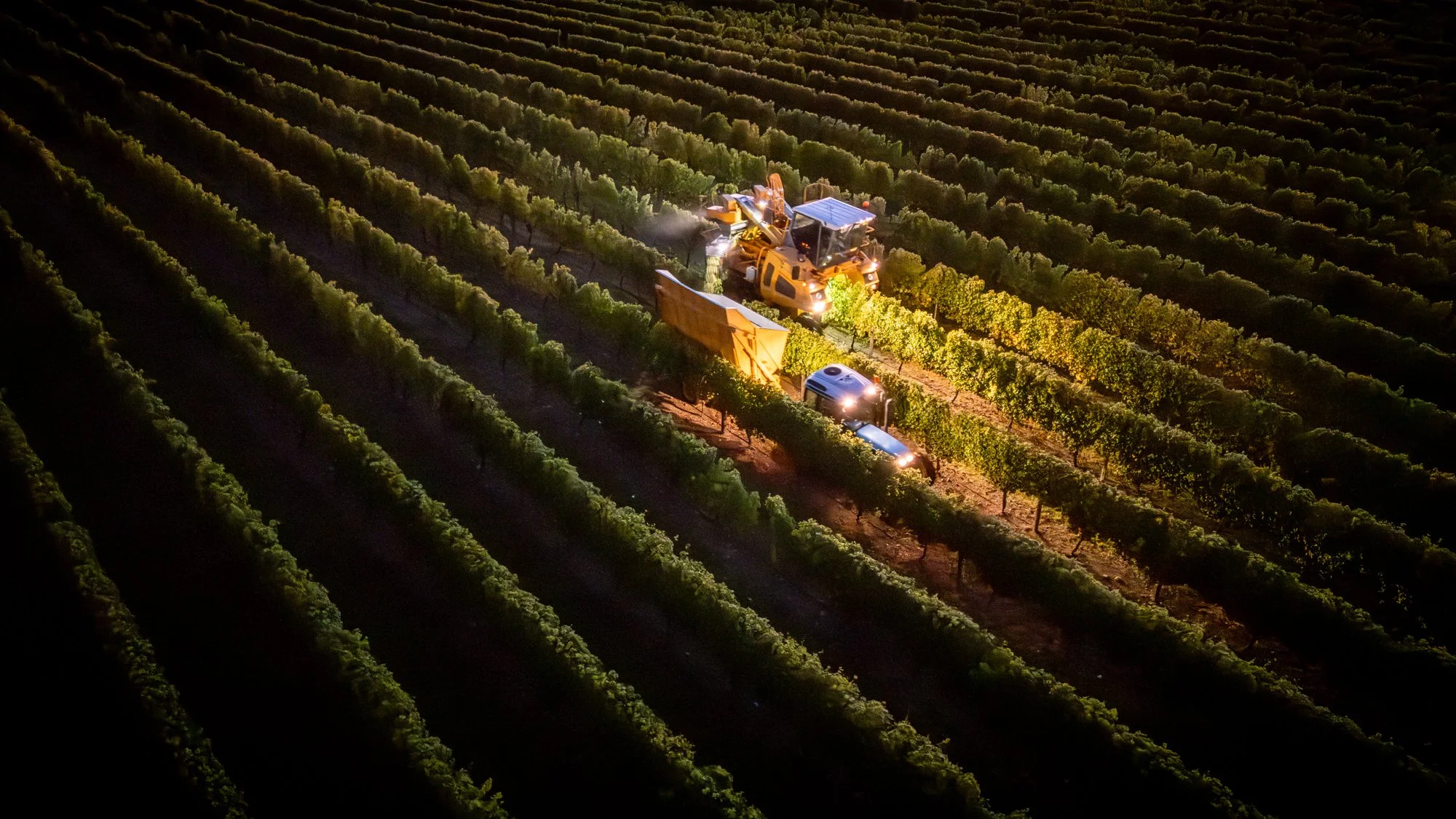 Aerial view of a tractor harvesting grapes in a vineyard at night, illuminated by bright lights, with rows of grapevines stretching across the landscape in New Zealand.  Photographed by Alex Wallace Photography