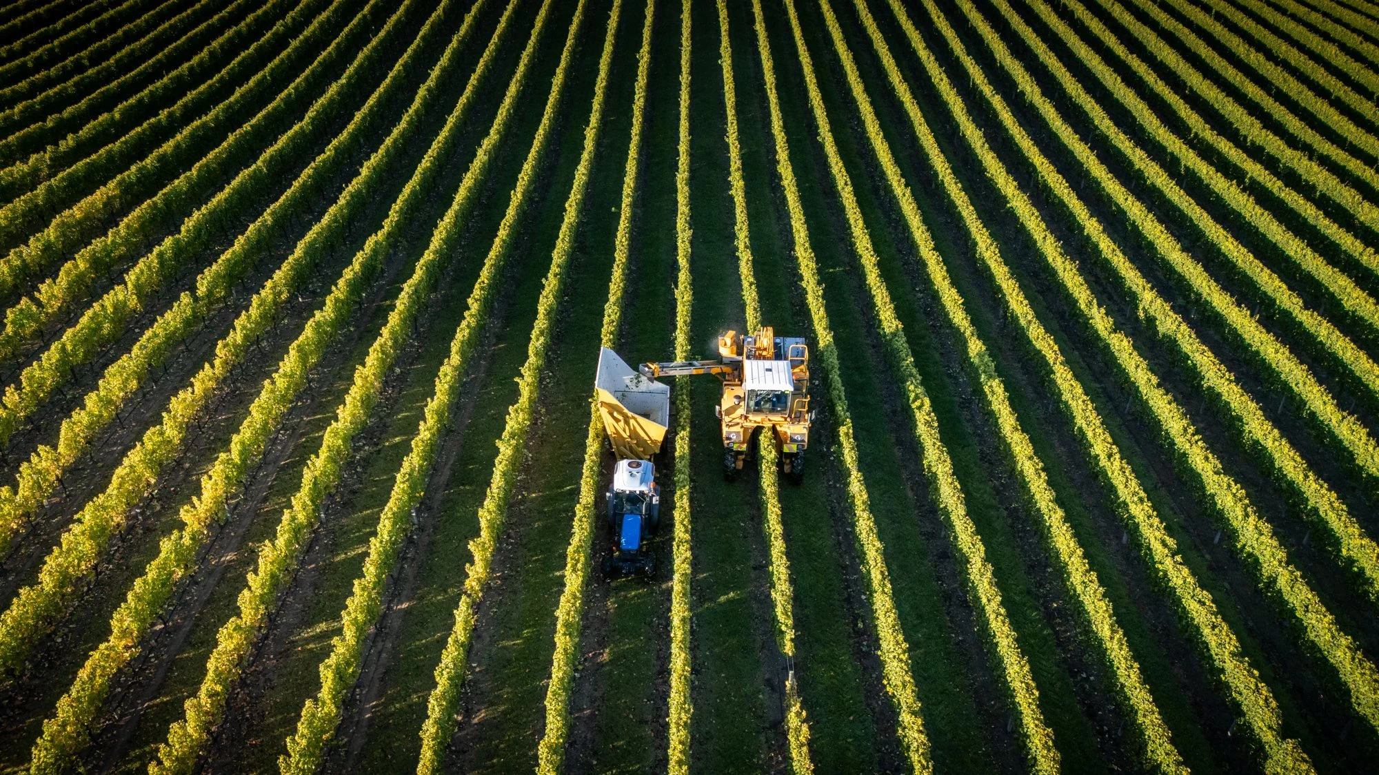 Aerial view of a vineyard with rows of grapevines and two tractors, one with a harvester, working among the vines in New Zealand. Photographed by Alex Wallace Photography