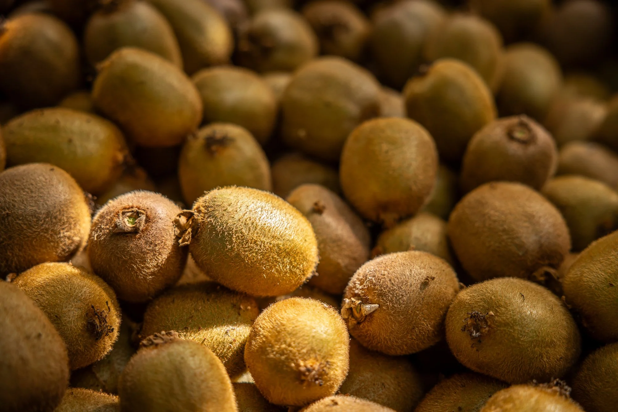 A close-up of numerous fuzzy kiwifruits piled together. Photographed by Alex Wallace Photography