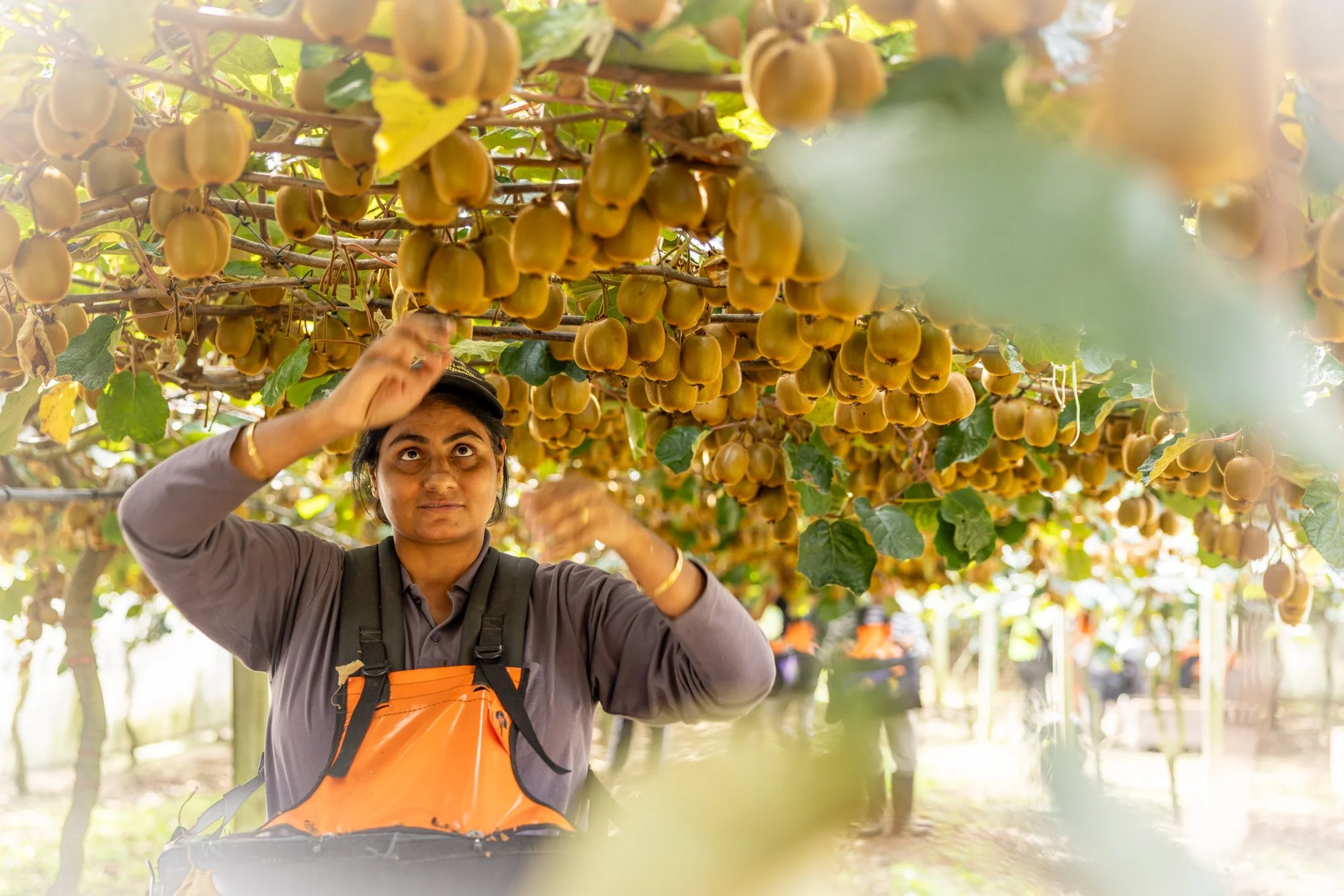 A woman harvesting yellow, ripe kiwifruits in a green orchard in New Zealand.  Photographed by Alex Wallace Photography