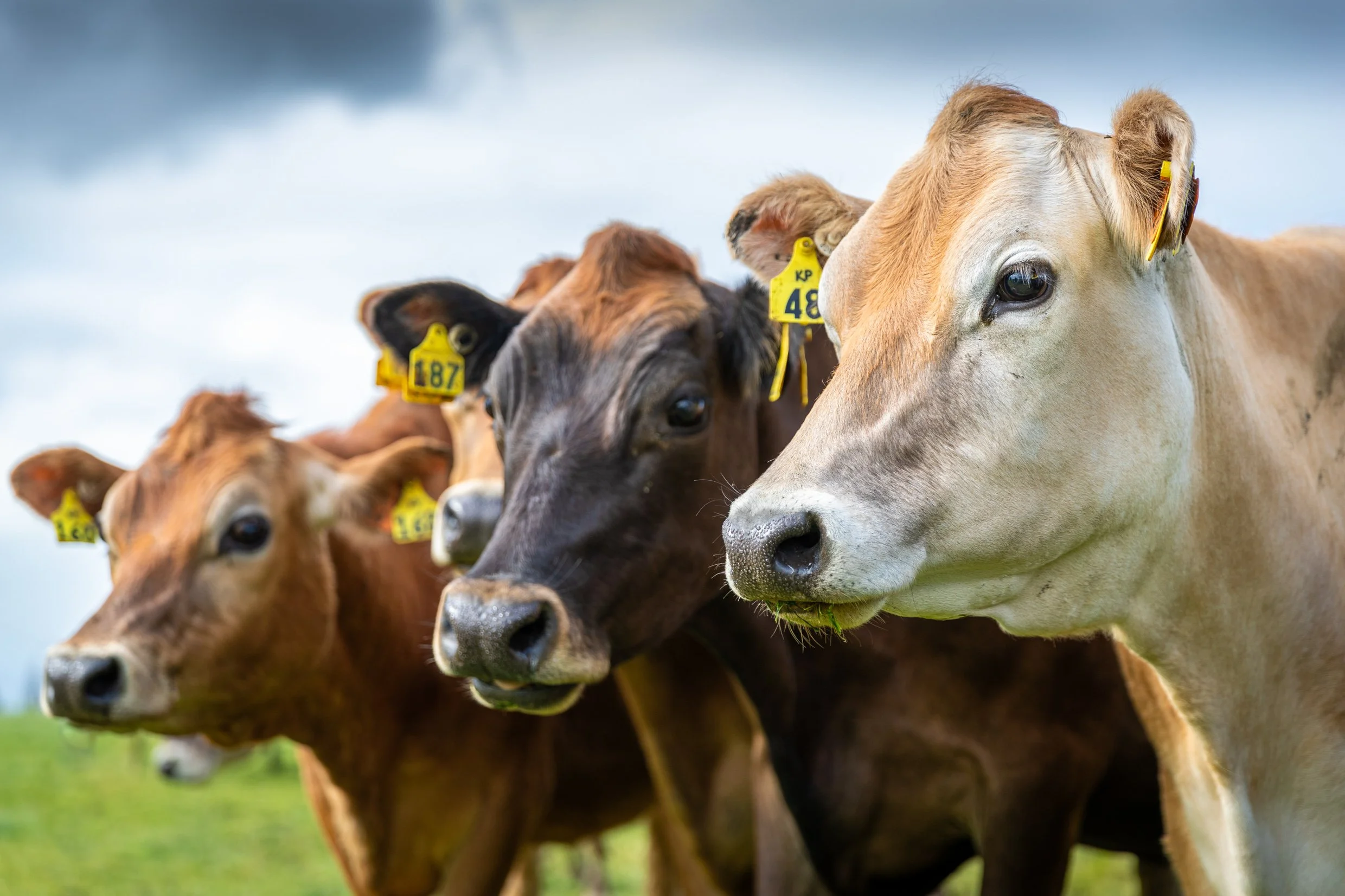 Alex Wallace Photography for farming and agriculture in Auckland New Zealand and Australia dairy and livestock