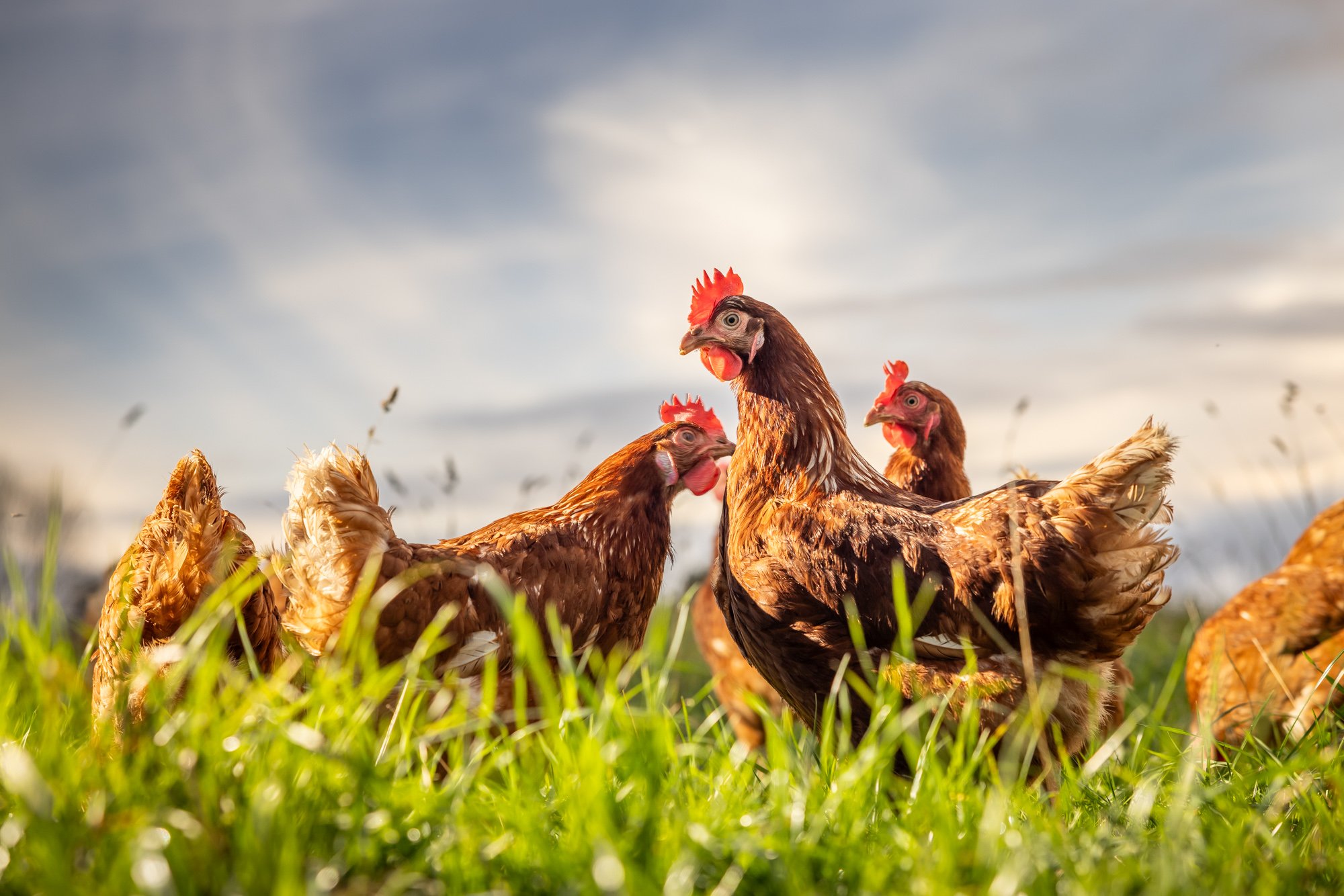 Group of brown hens in a grassy field under a cloudy sky. Photographed by Alex Wallace Photography