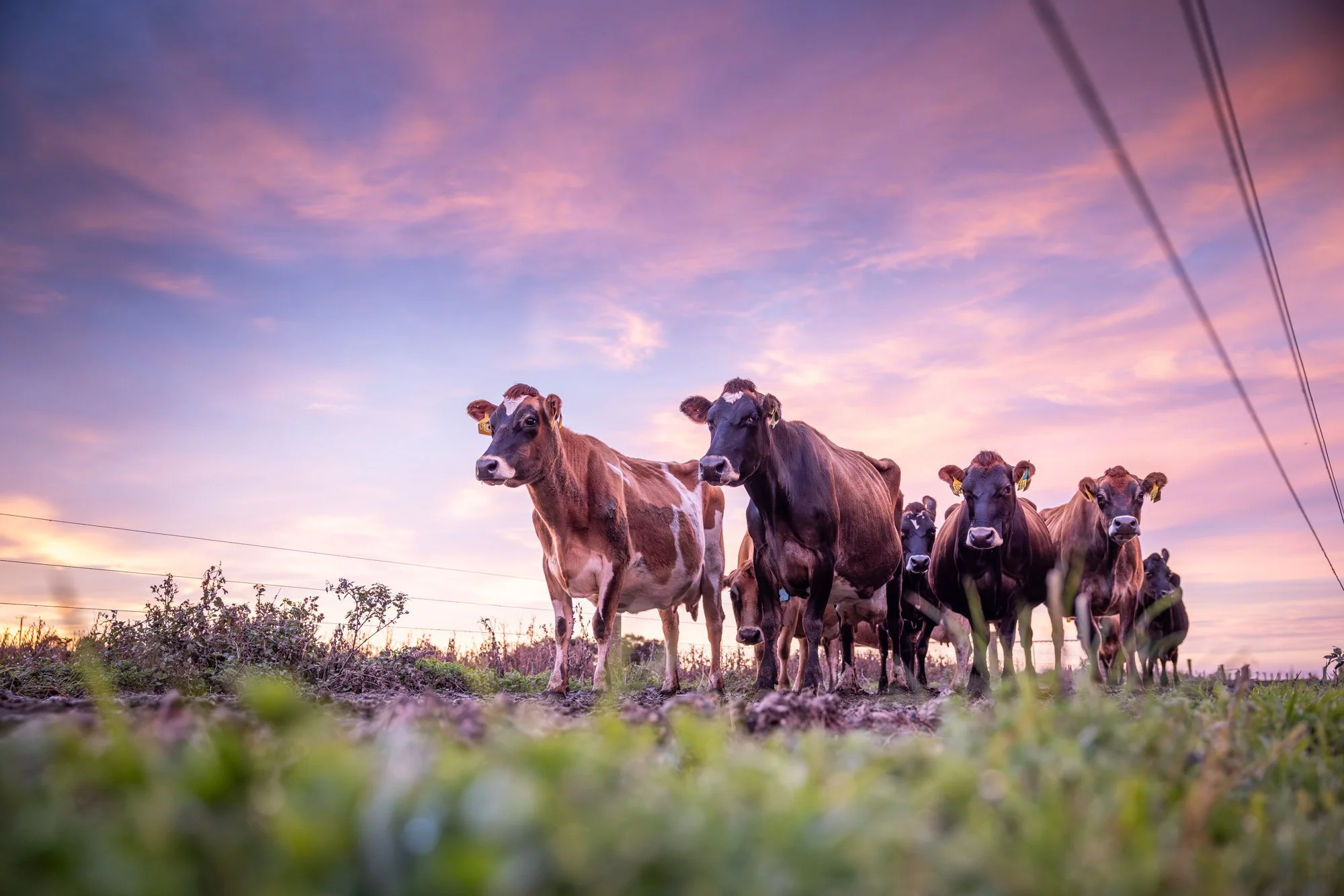 A group of cows standing on a grassy field during sunset with a sky filled with pink and purple clouds, and power lines overhead.  Photographed by Alex Wallace Photography