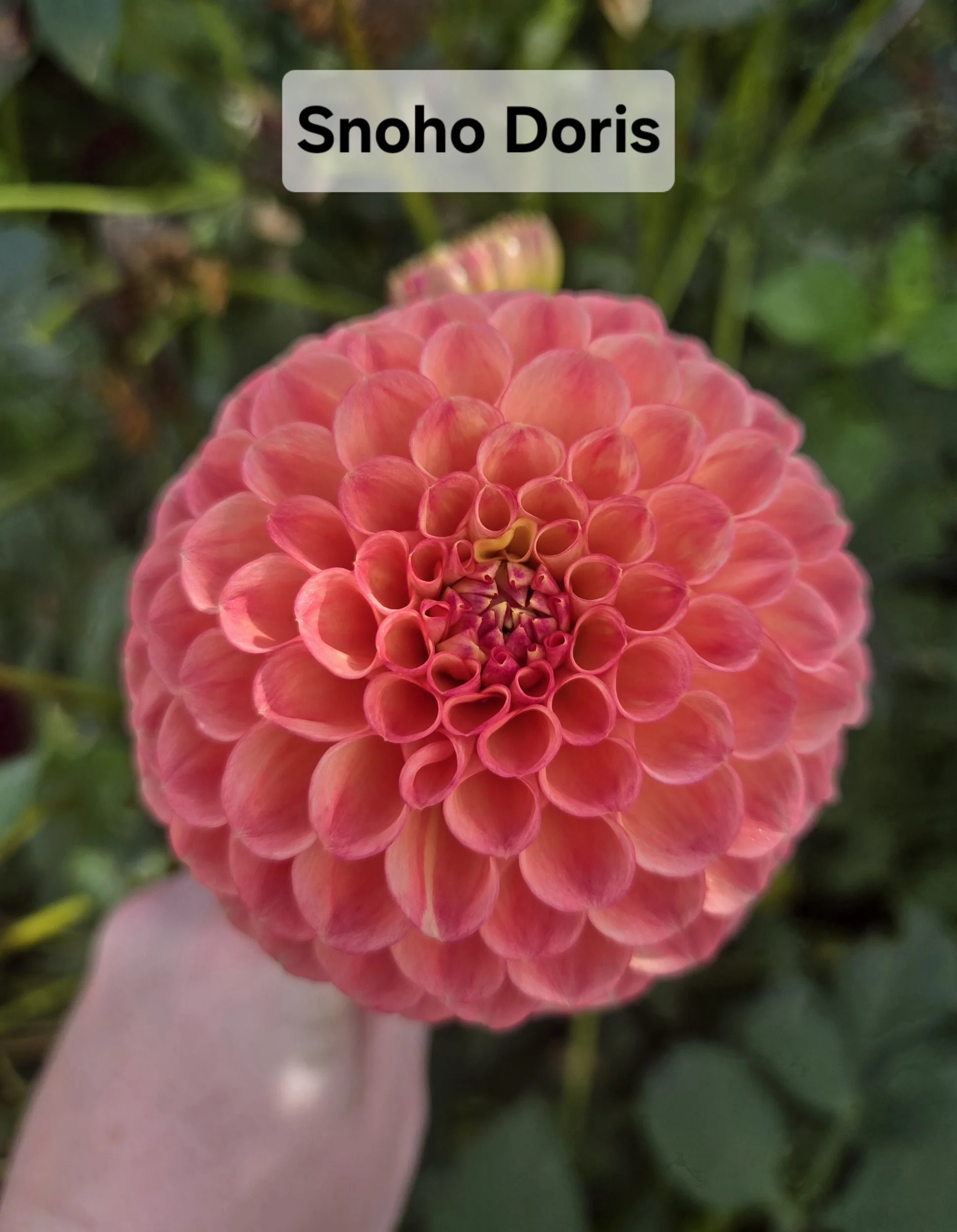 Snoho Doris