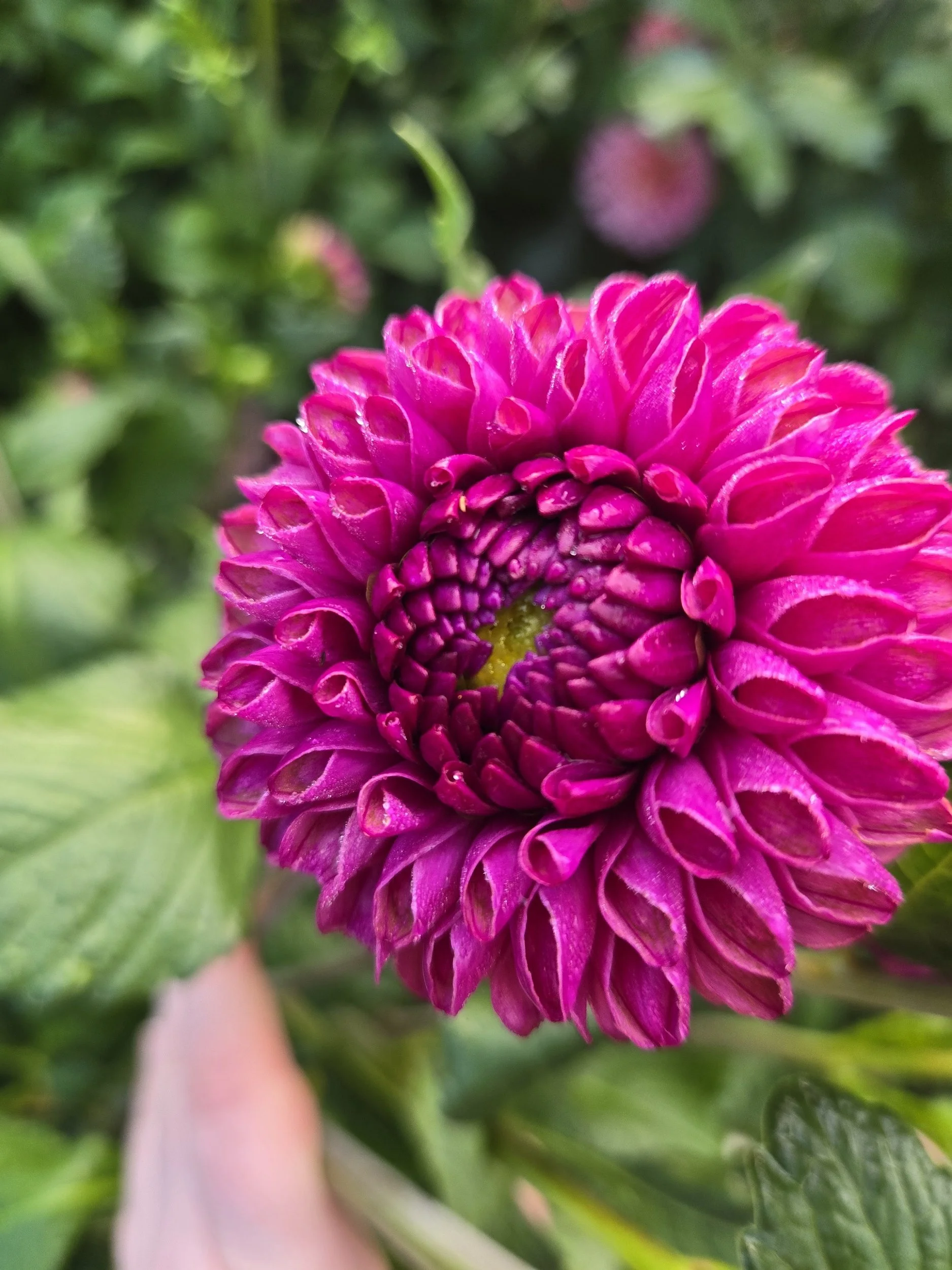 Bloomquist Refreshing