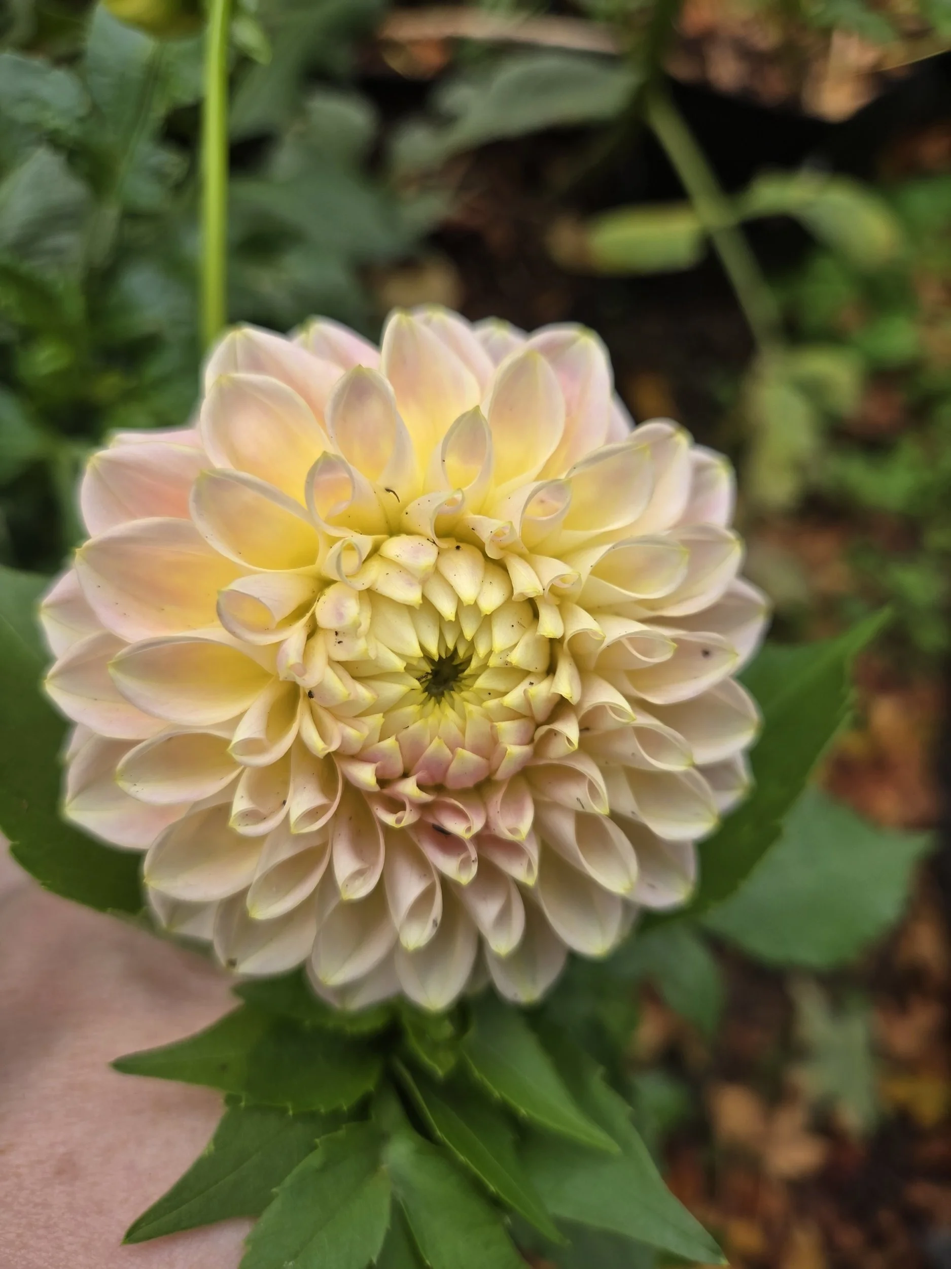 Sugartown Sunrise OR Valley Rust Bucket