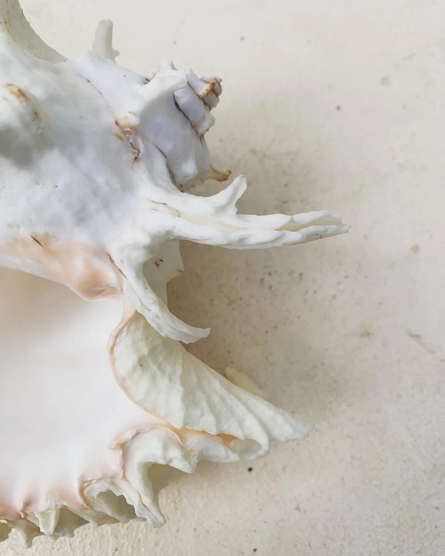 Close-up of a seashell on a beige surface.