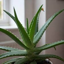Why i love working with Aloe