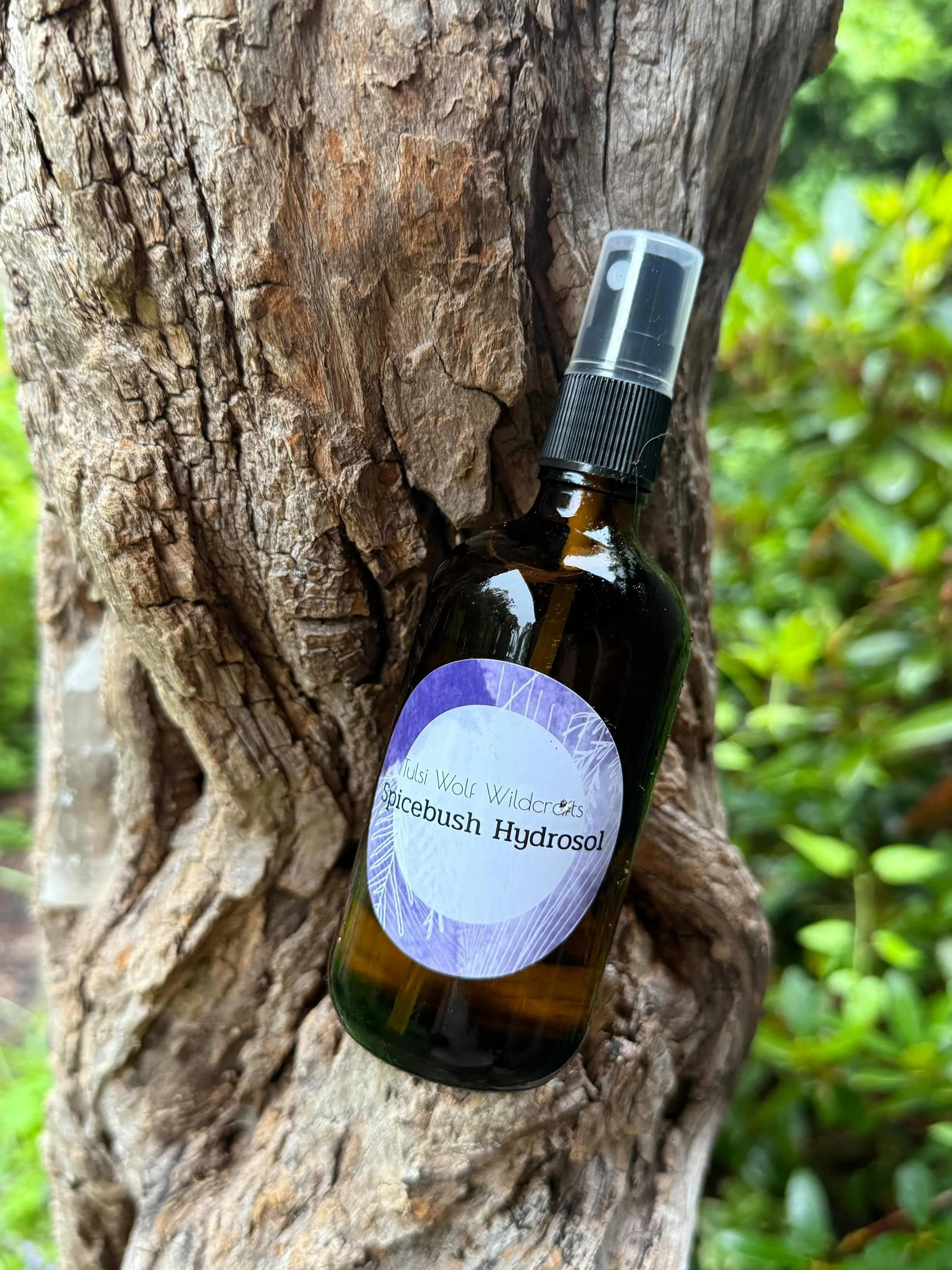 Spicebush Hydrosol