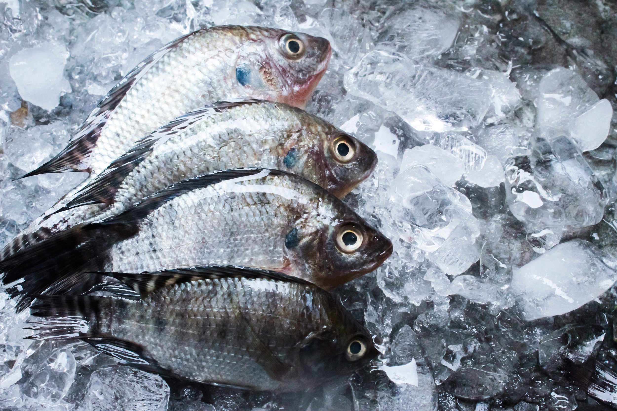 Tilapia Fish