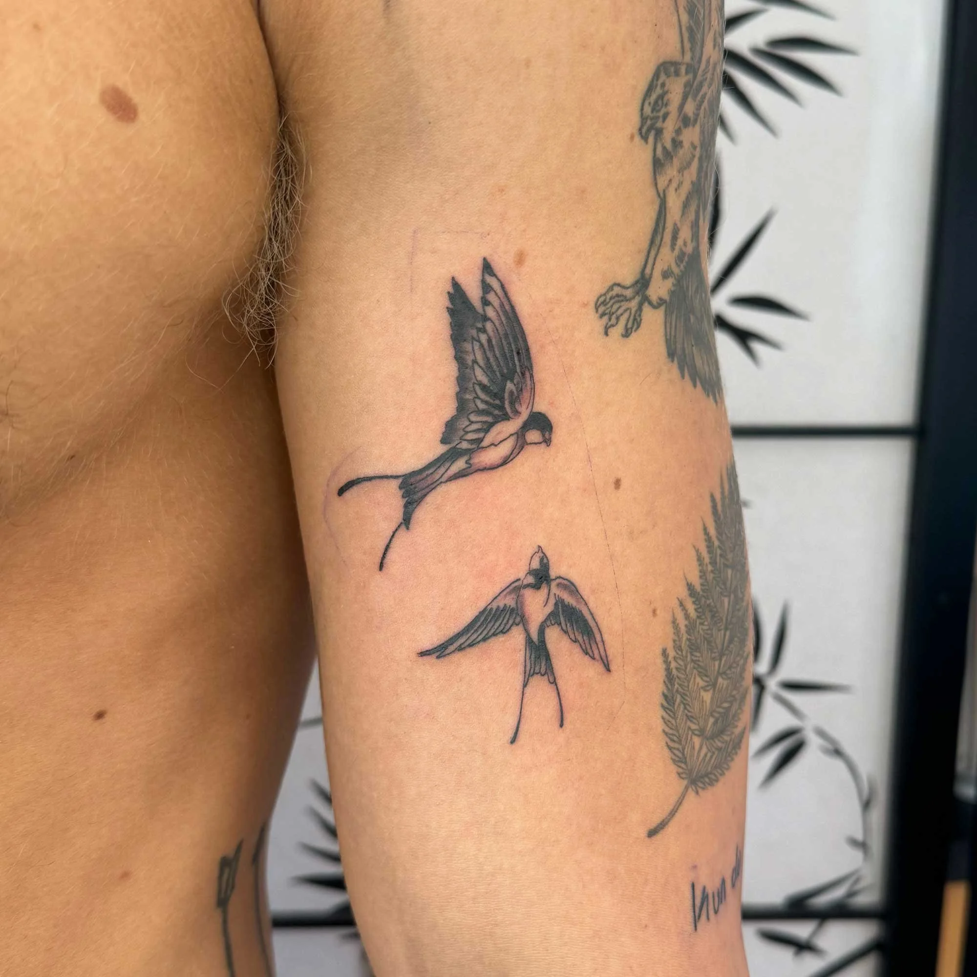 blackandgrey-swallows-tattoo.jpg
