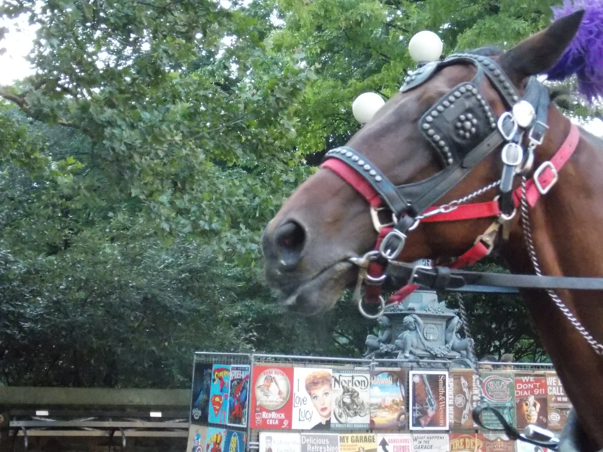 Central Park Horse.jpg