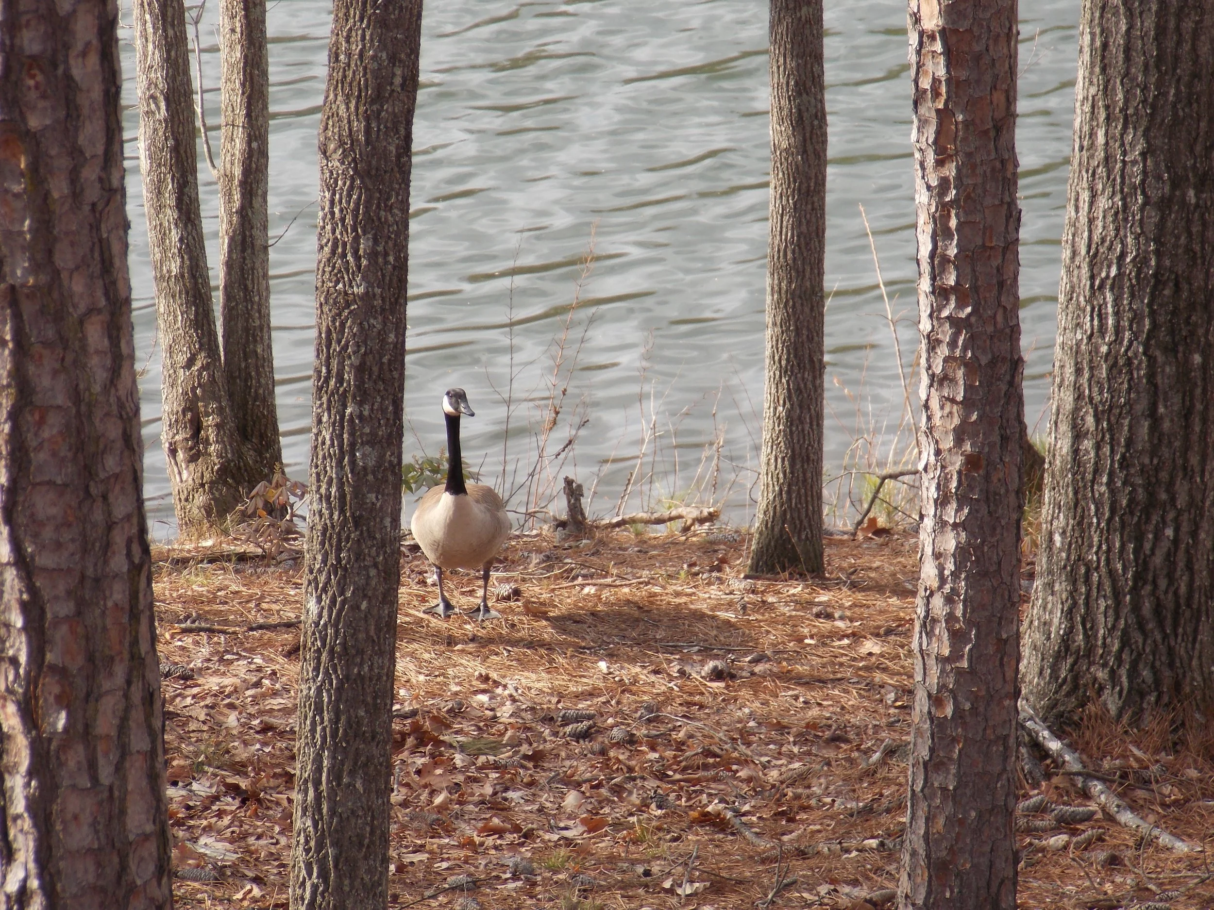 Goose by the lake.jpg