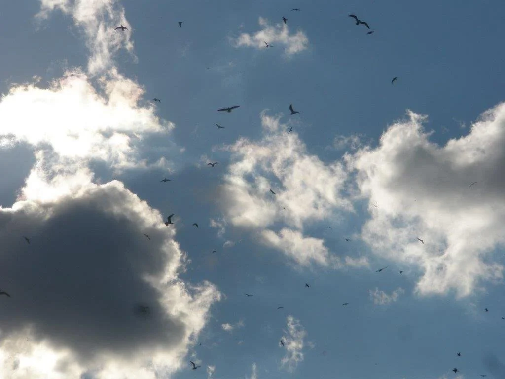 various pics 2013 023.jpg