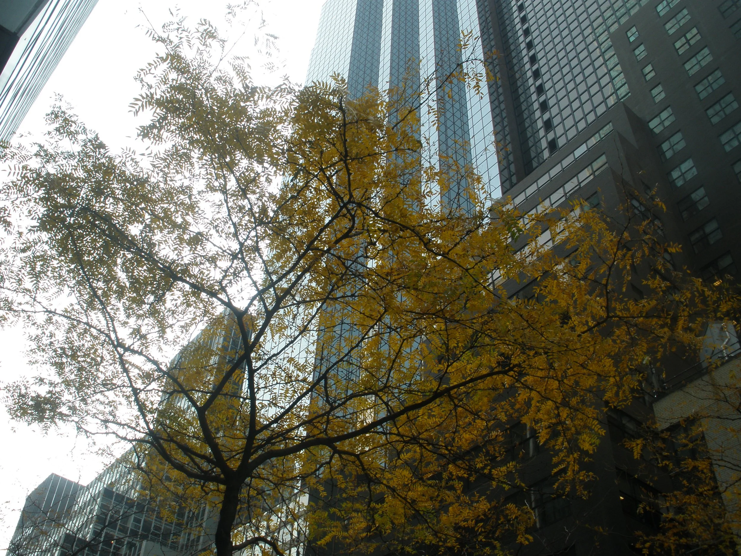 Fall in the city shot.jpg