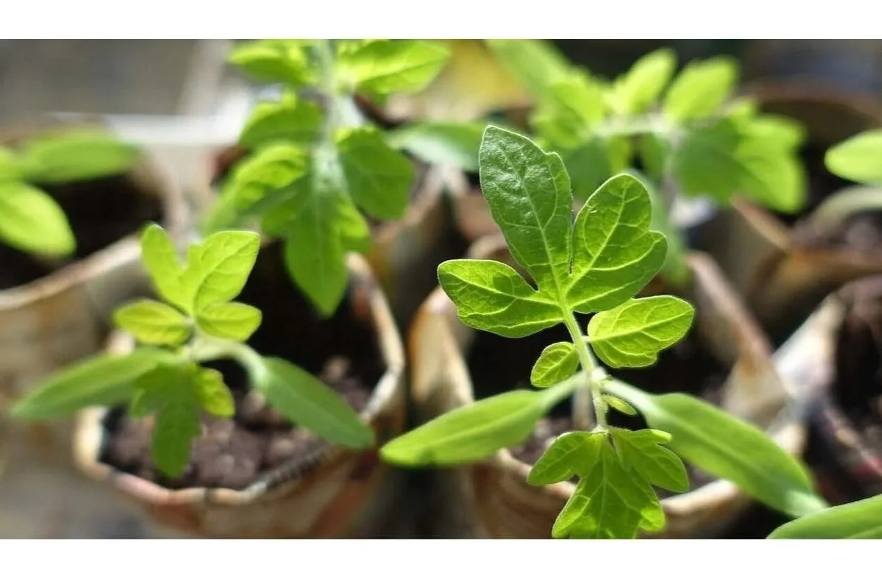 Strength Born from Struggle