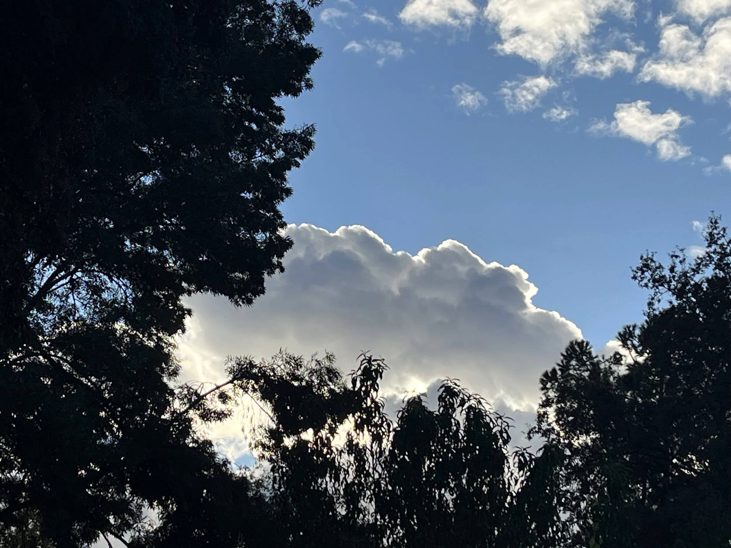 Sky with clouds and silhouettes of trees at dusk or dawn.