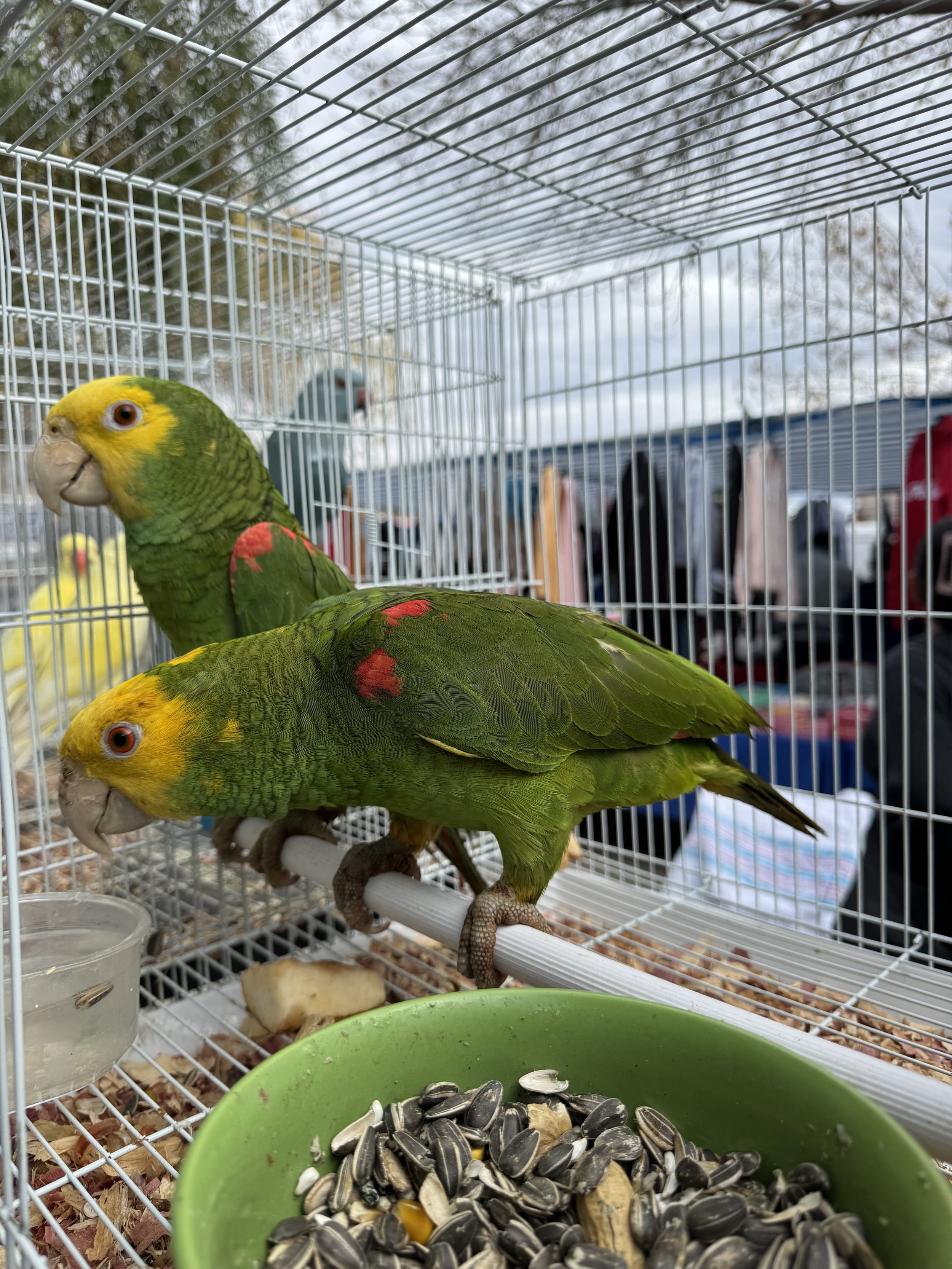 Double Yellow Head Amazons