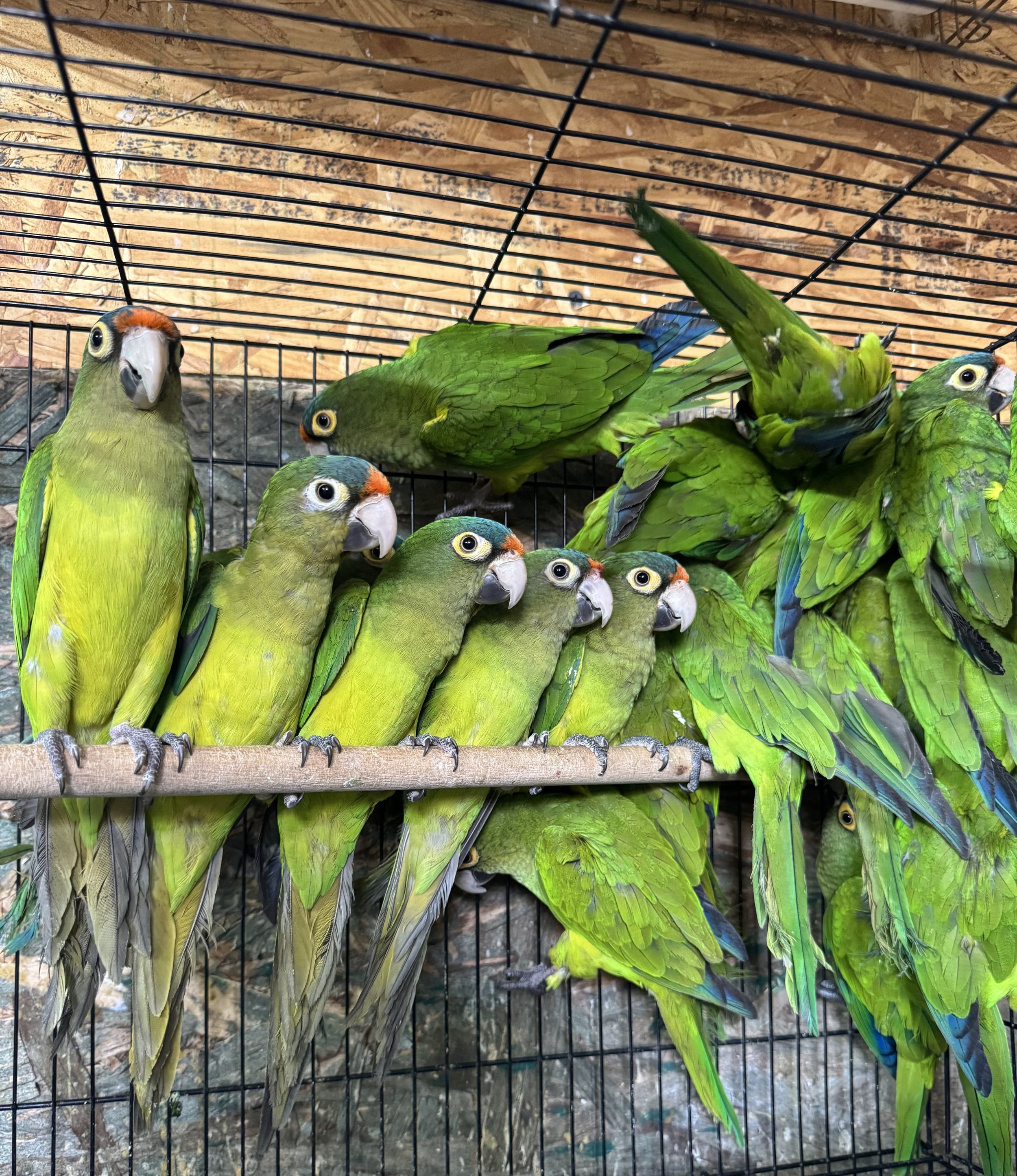 Half Moon Conures