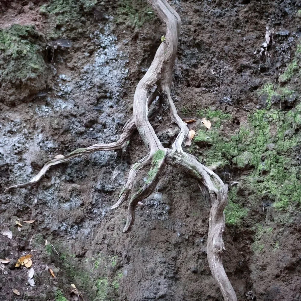 El camino de la Tierra