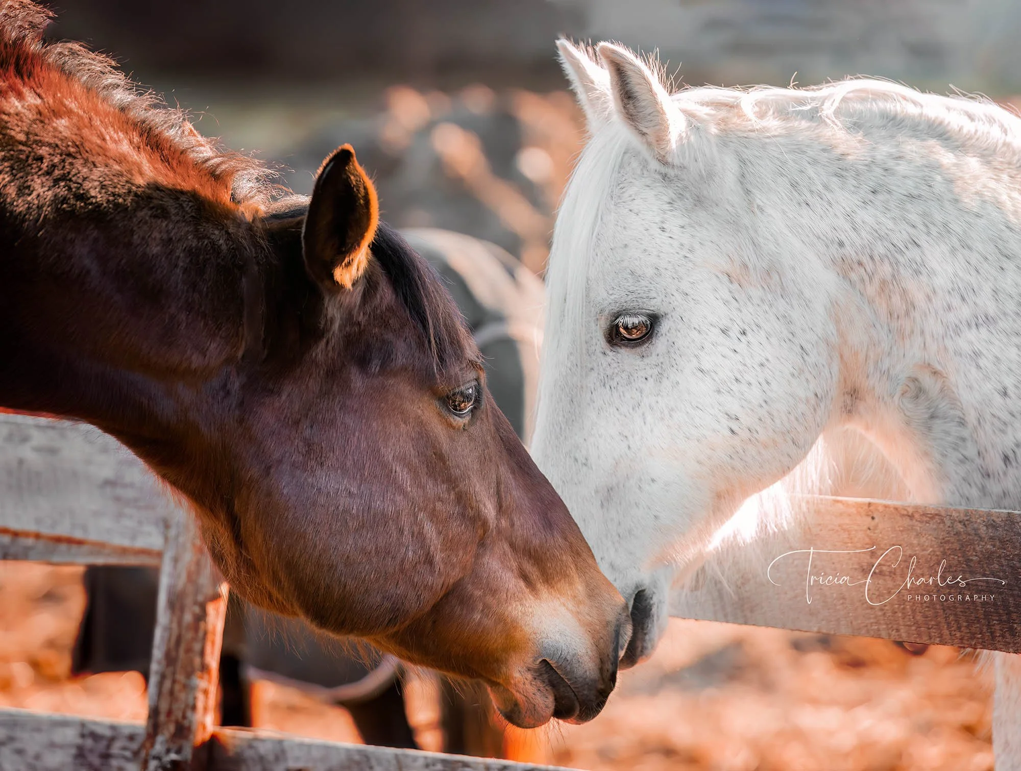 Close-up of two horses, one brown and one white, touching noses outdoors with a blurred background.