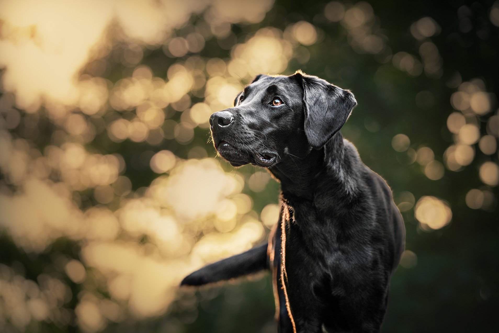 A black dog, possibly a Labrador Retriever, outdoors during sunset, gazing into the distance against a backdrop of blurred, warm-colored bokeh lights.