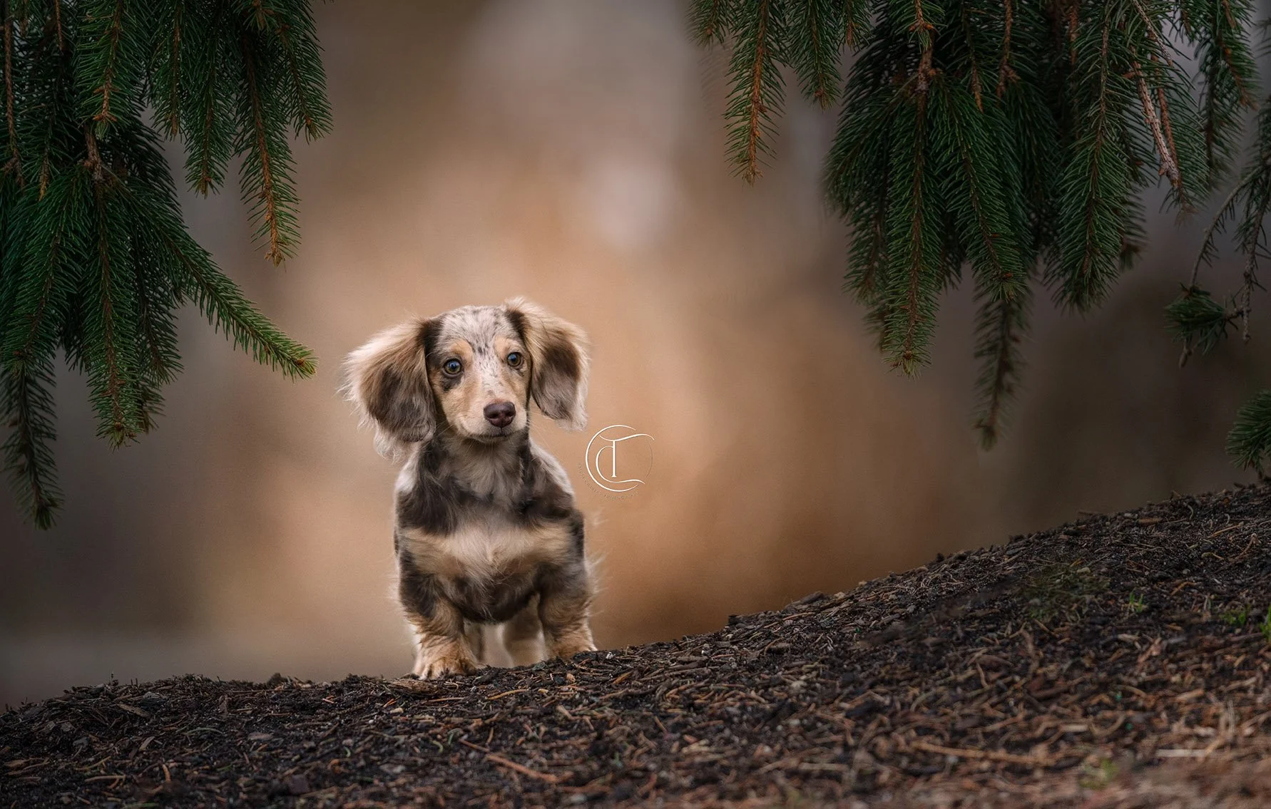 A cute long-haired Dachshund puppy standing on dirt ground under pine tree branches with blurred background.
