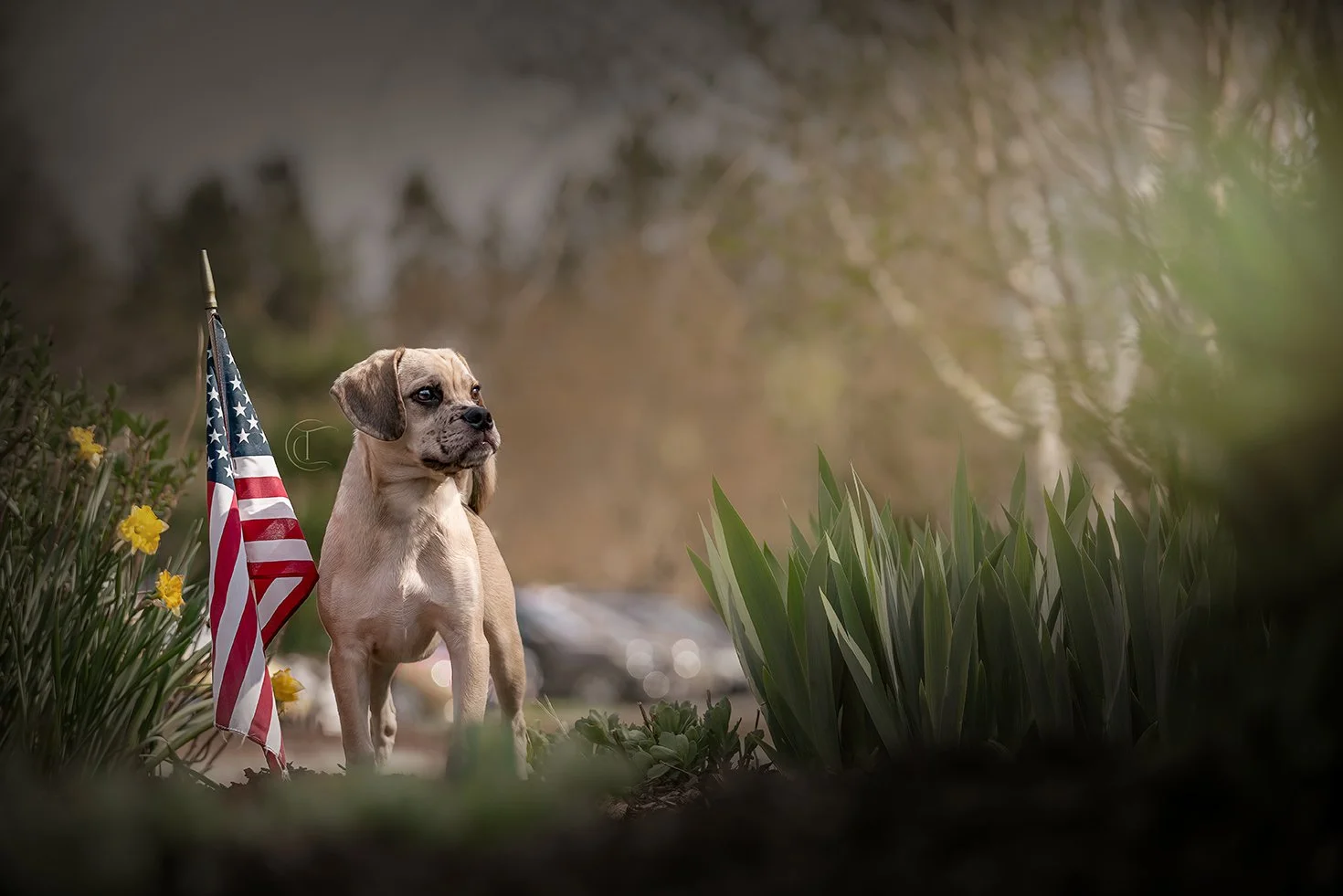 Puggle standing next to the US Flag by Tricia Charles Photography